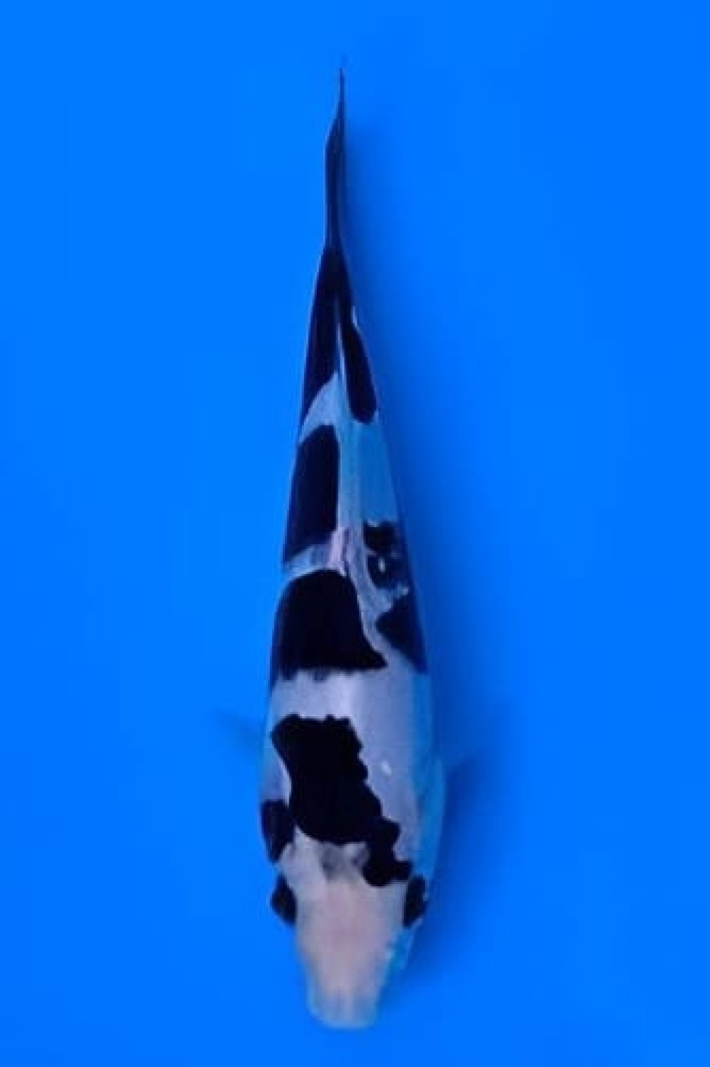 Juara 1