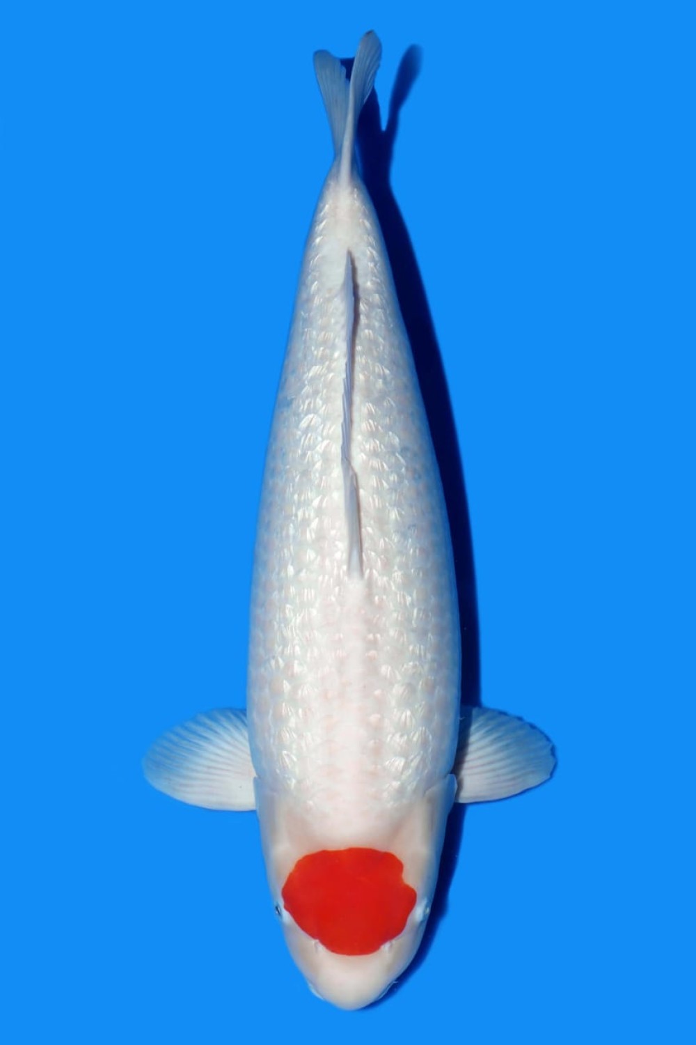 Juara 1