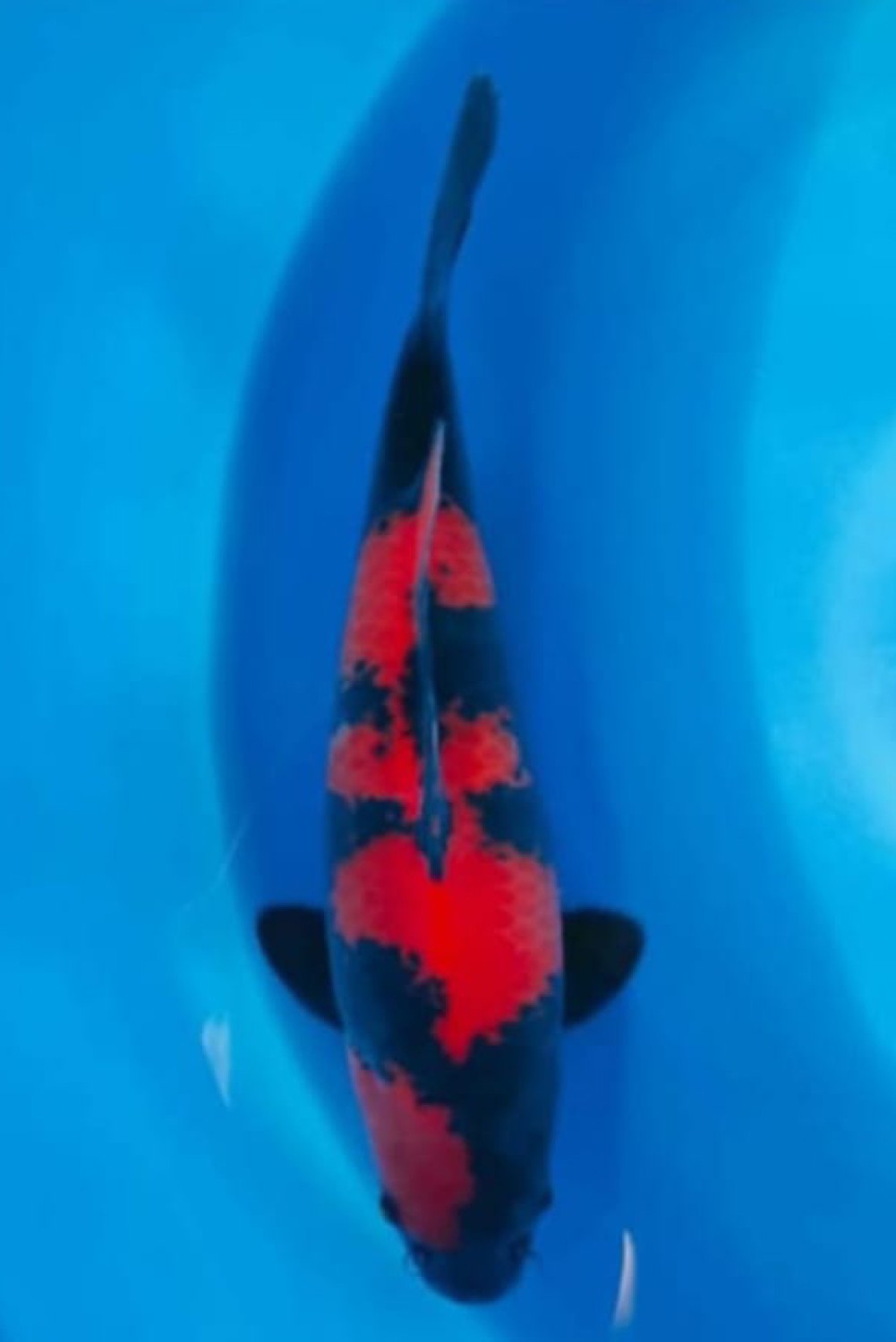 D. Cempaka Prize, 41 - 45 cm