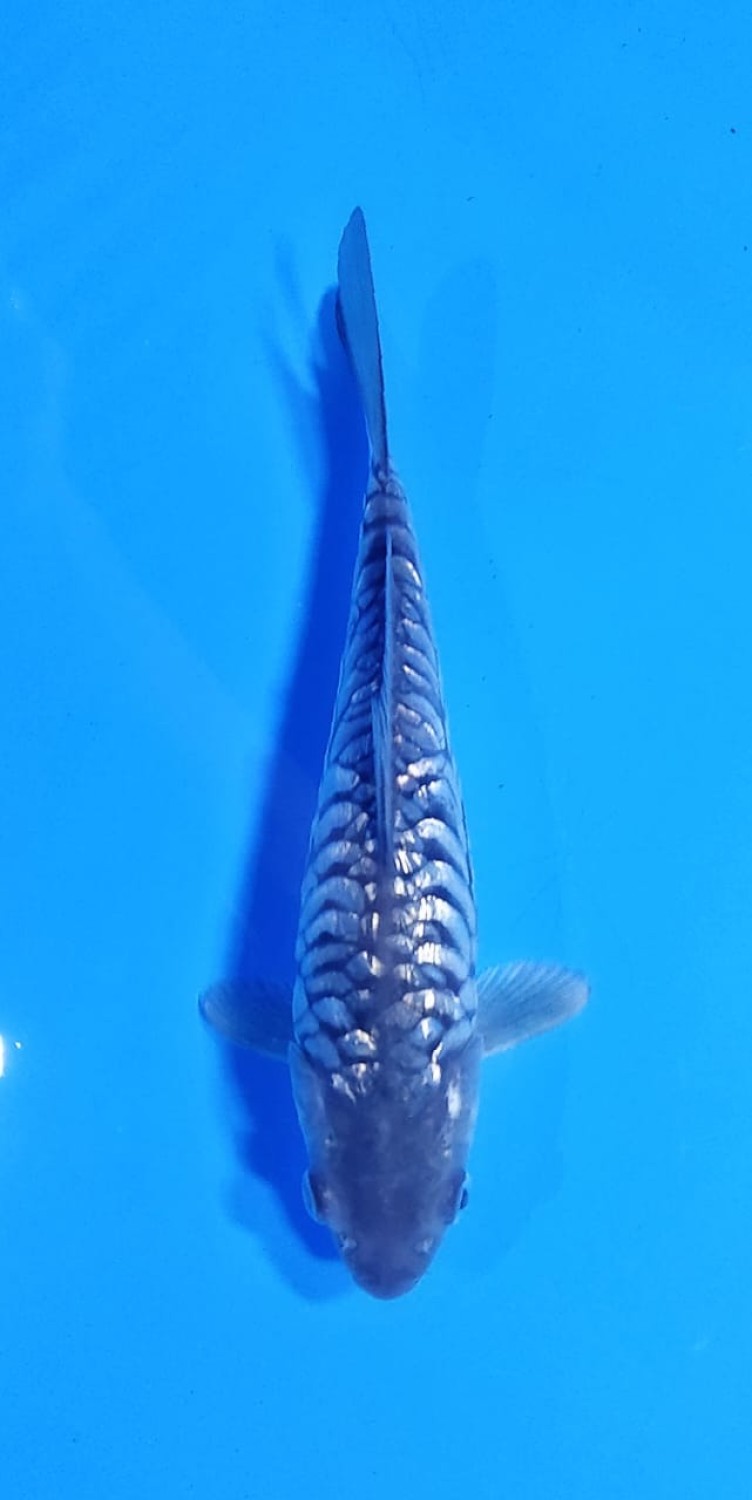 Juara 1
