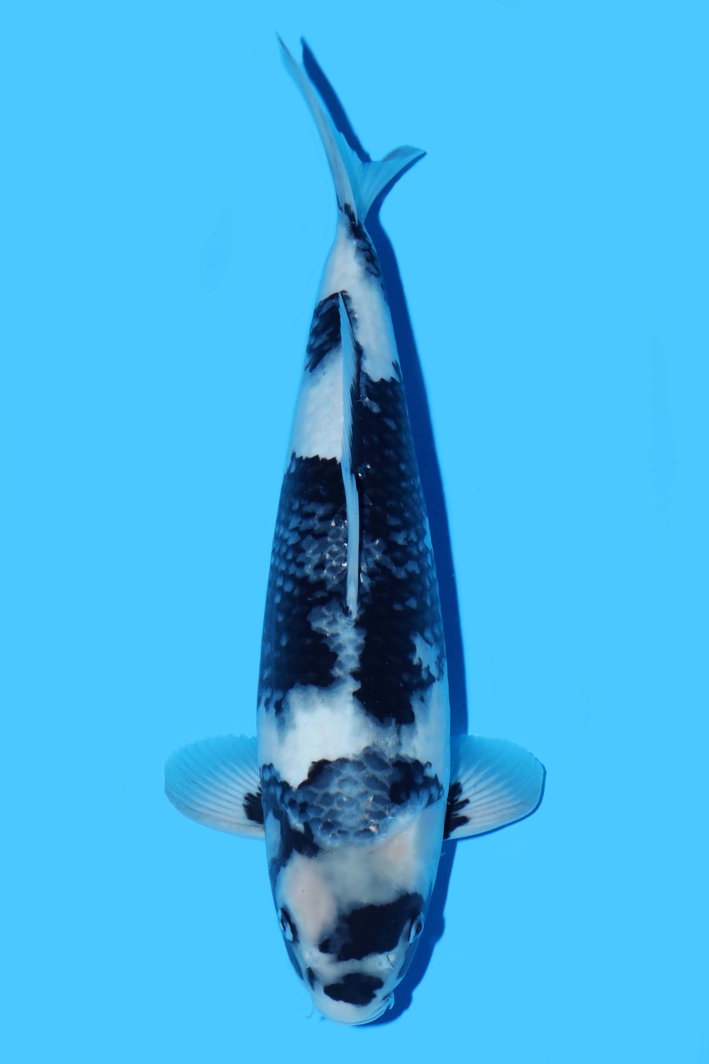 Juara 1