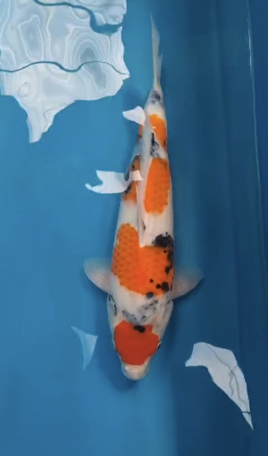 G. Tategoi Prize, 41 - 45 cm