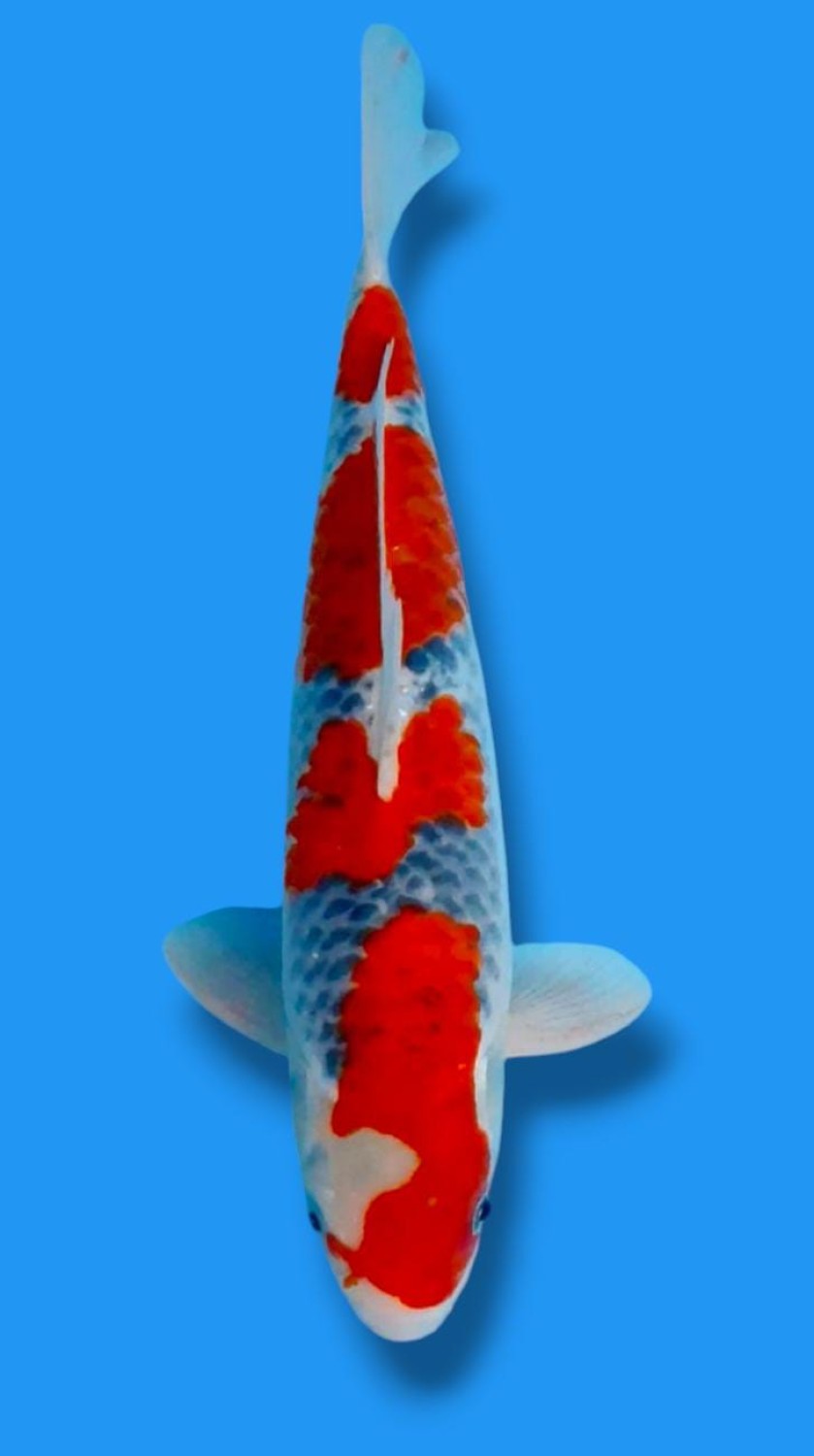 Juara 3