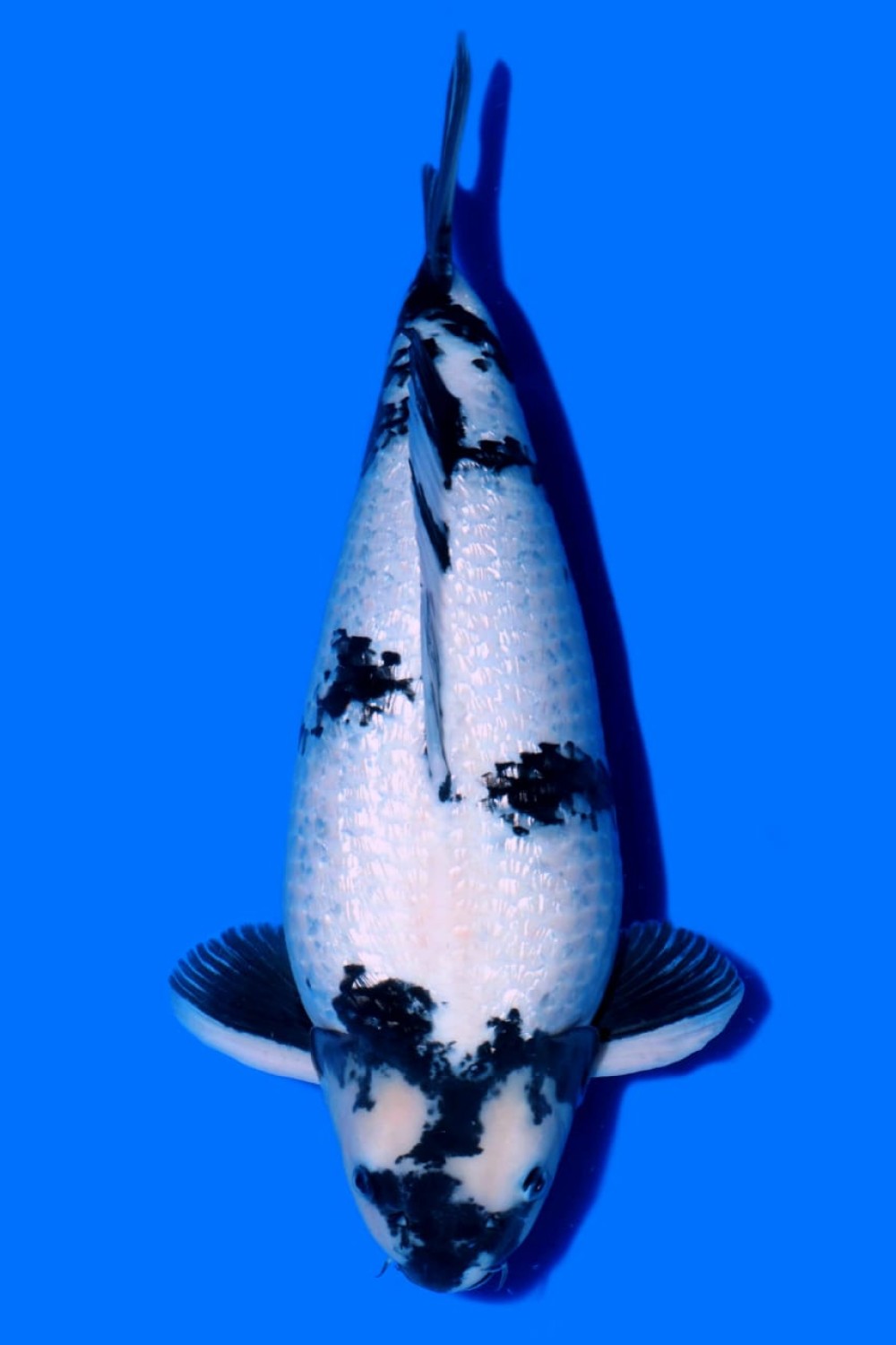 Juara 2