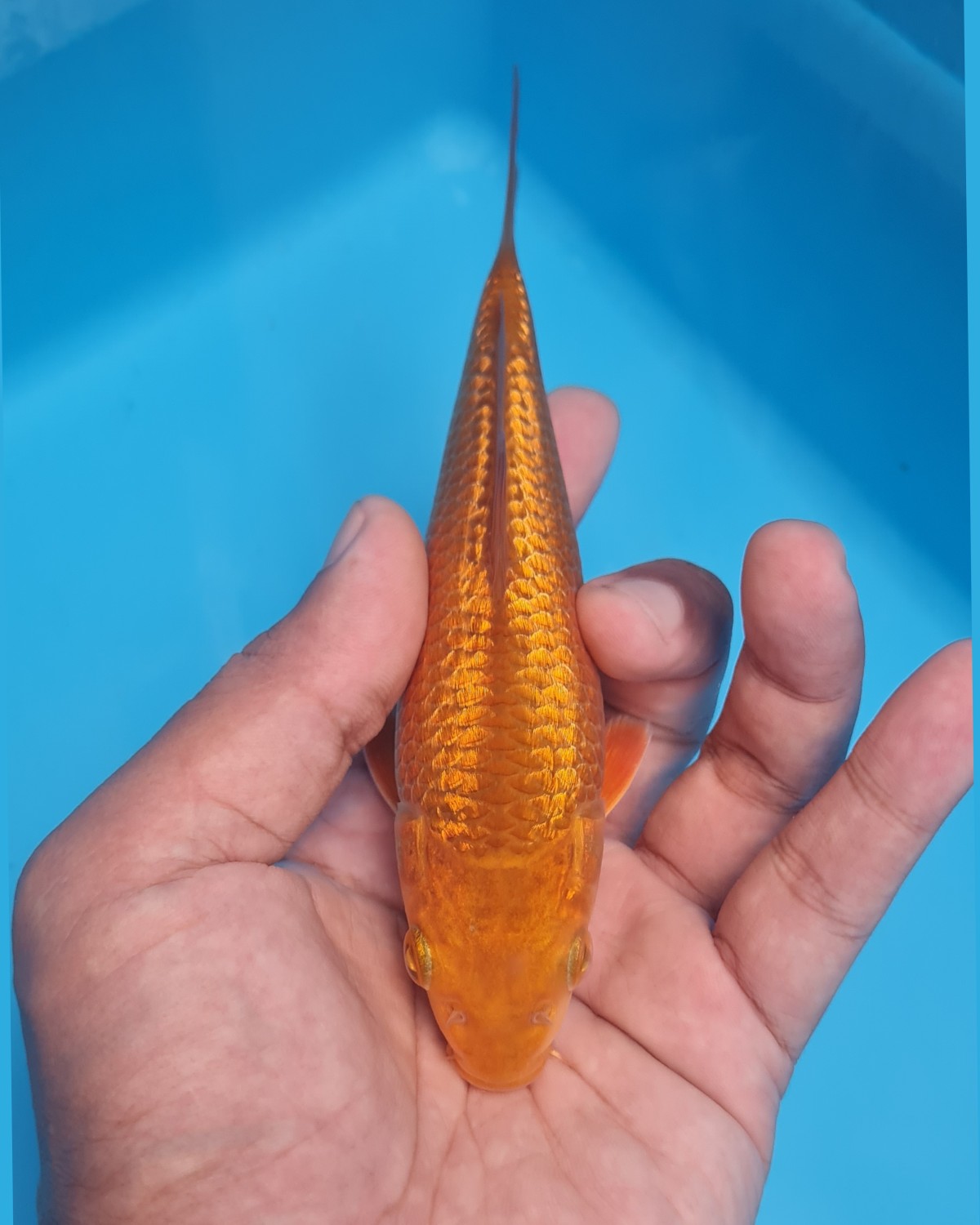 Juara 2