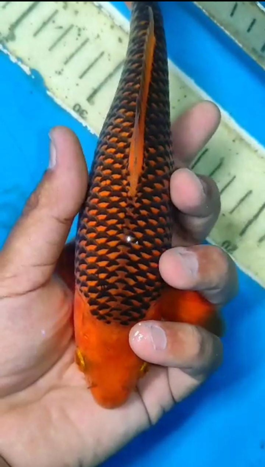 E. Kamboja Baby Champion