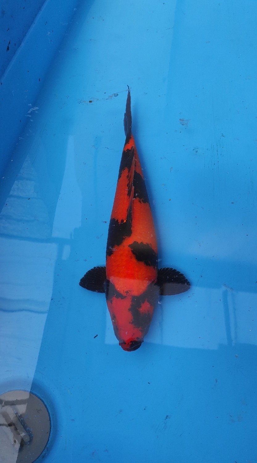 D. Cempaka Prize, 31 - 35 cm