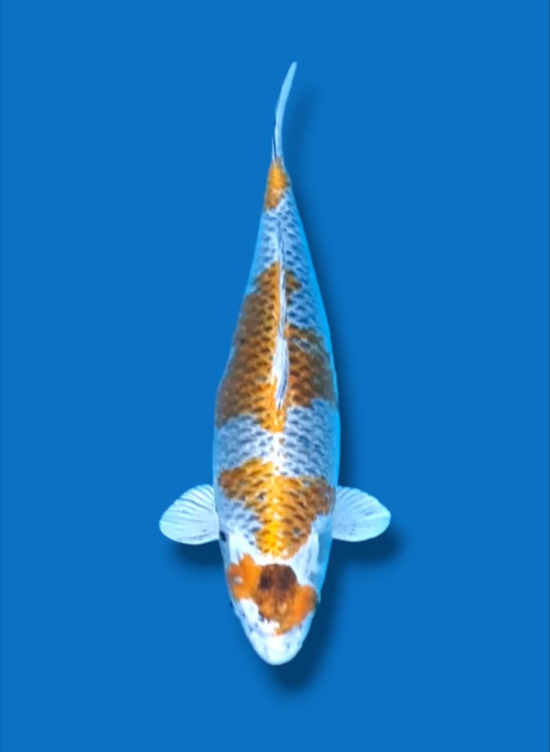 Juara 1