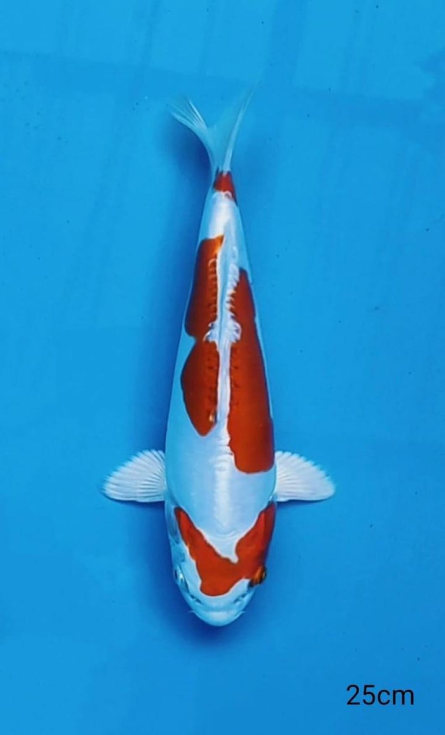Juara 1