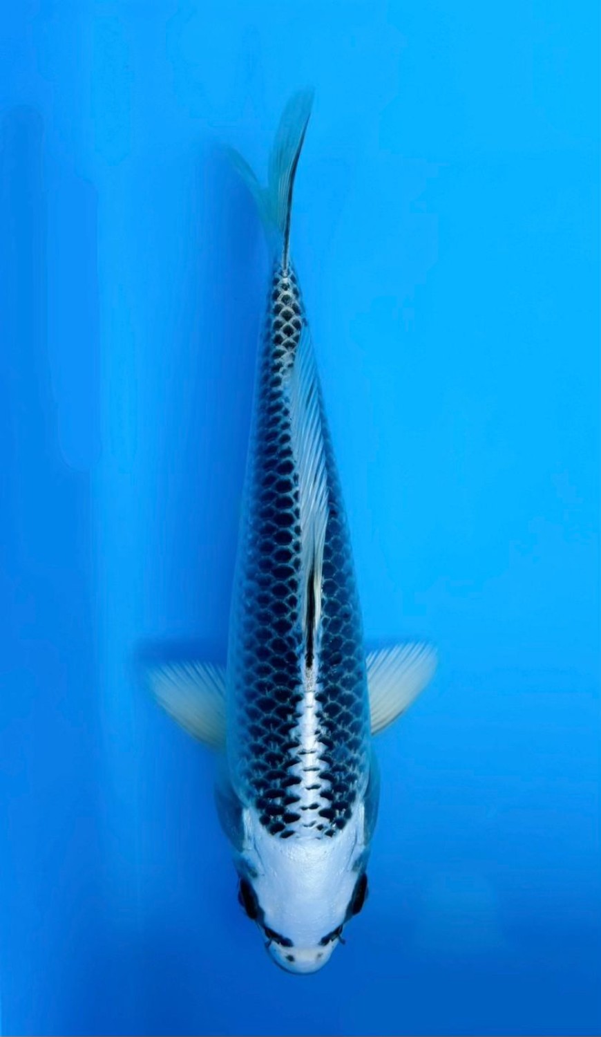 Juara 3