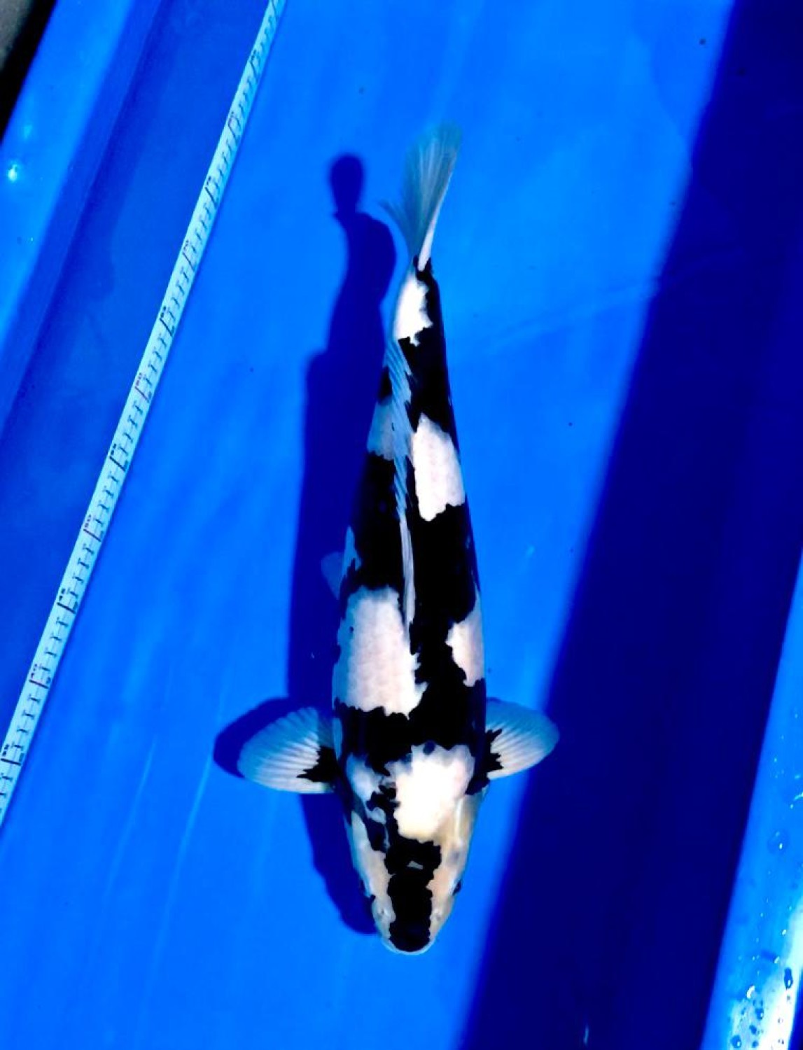 Juara 5