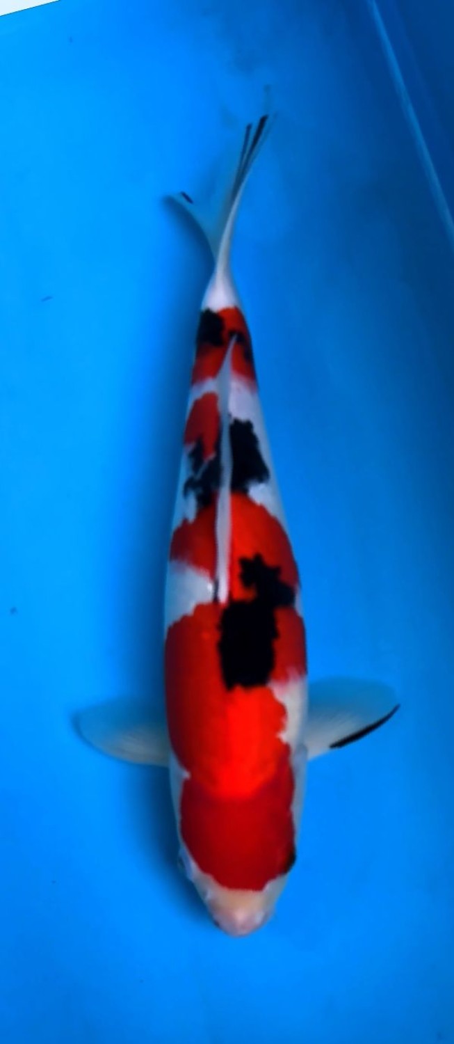 Juara 2