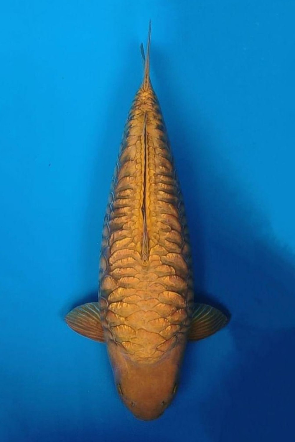 Juara 1