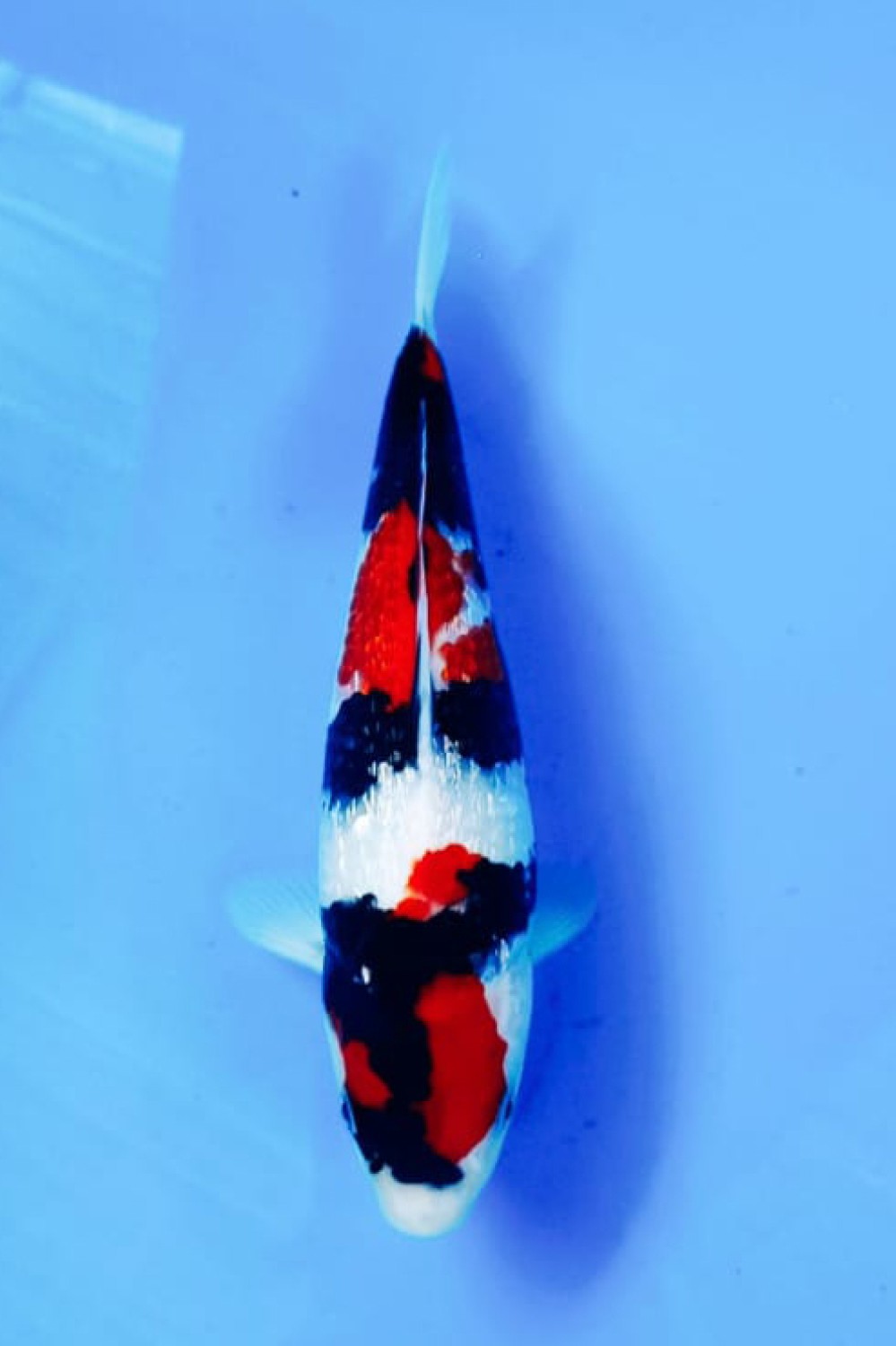 B. Melati Prize, 36 - 40 cm