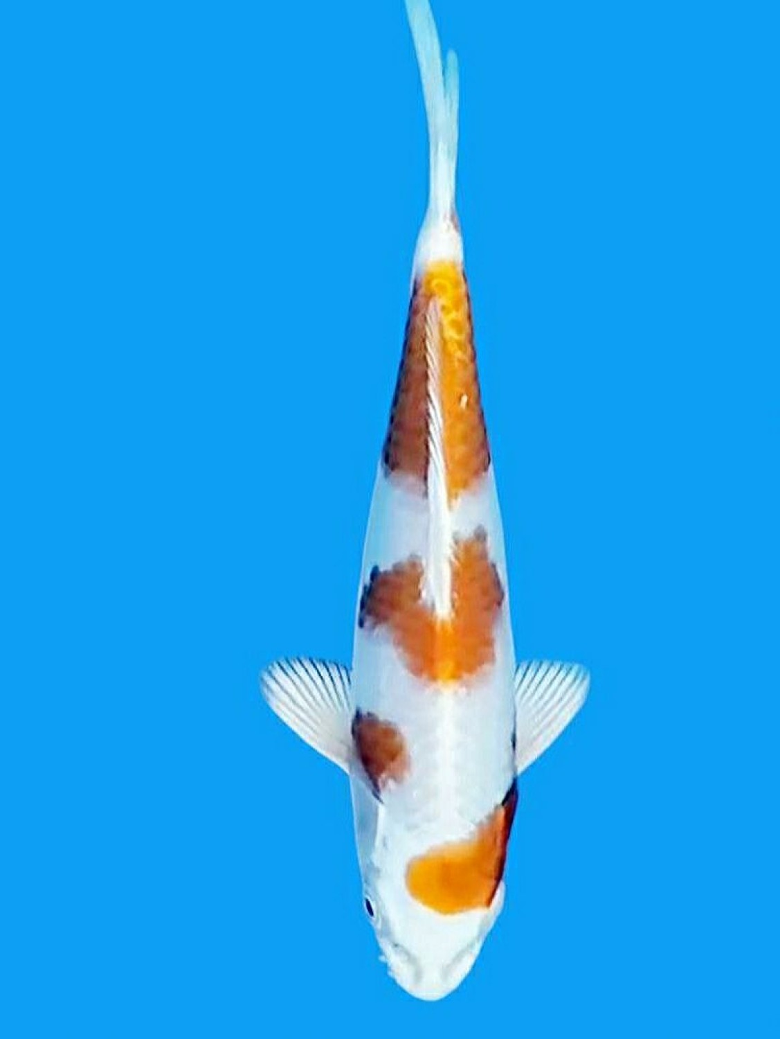 Juara 1