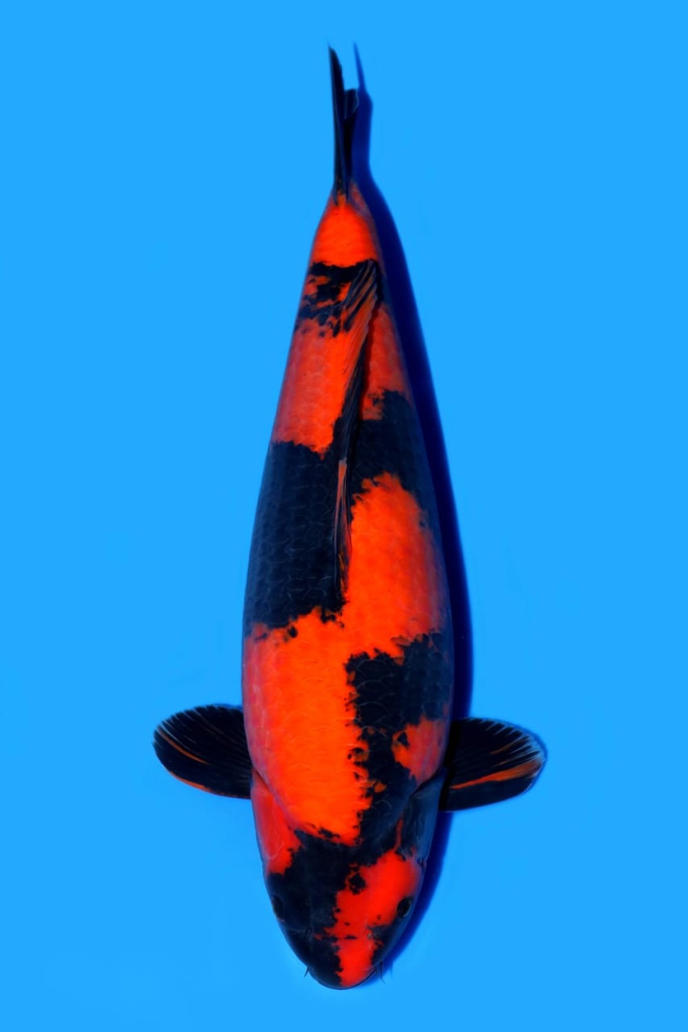 D. Cempaka Prize, 61 - 65 cm