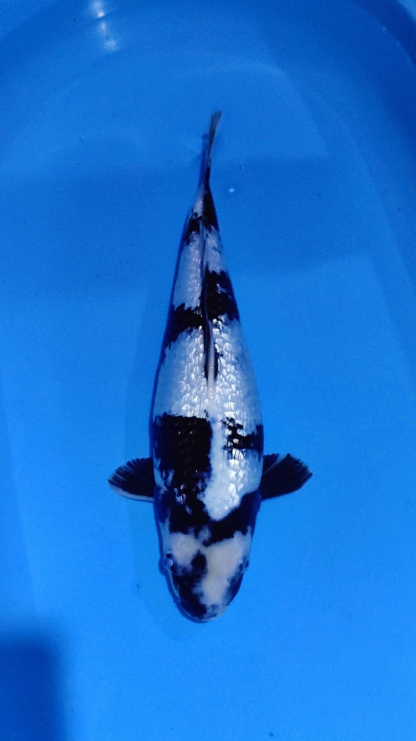 Juara 2