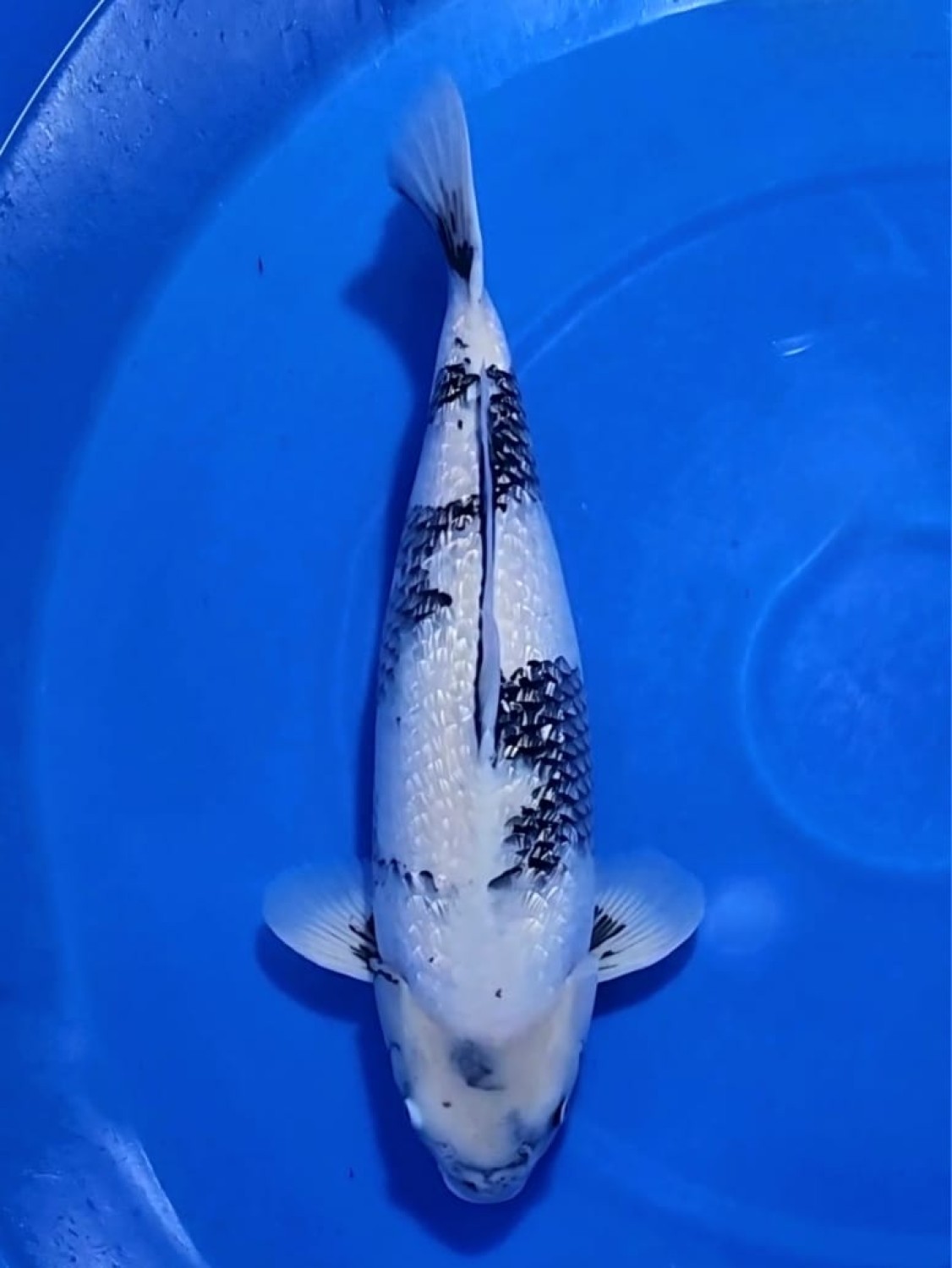G. Tategoi Prize, 56 - 60 cm