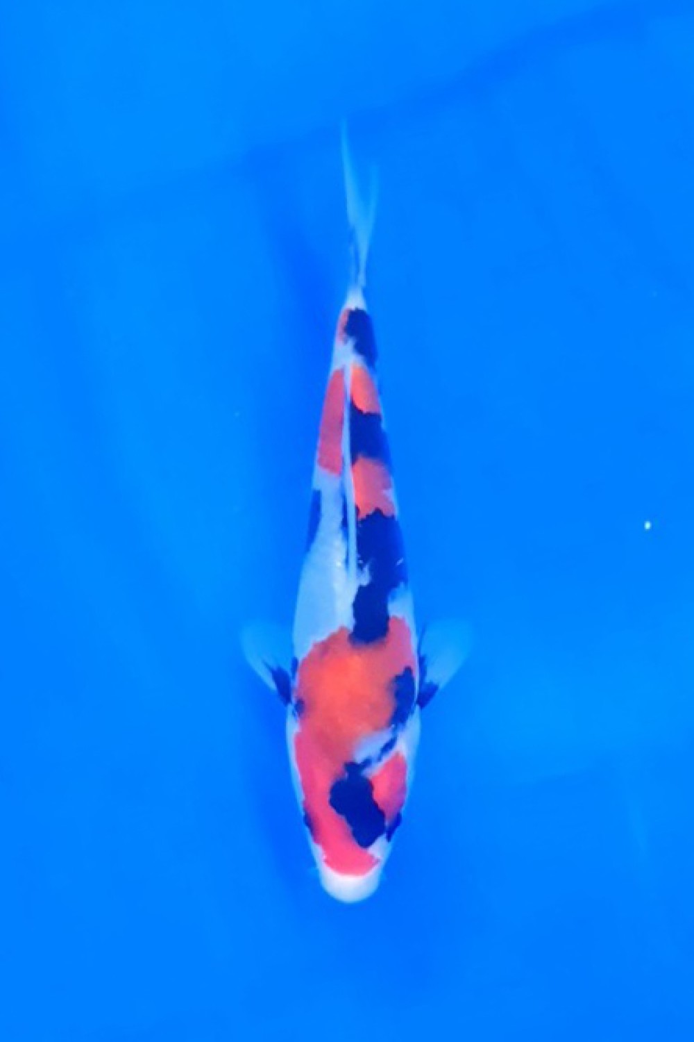 G. Tategoi Mini Champion