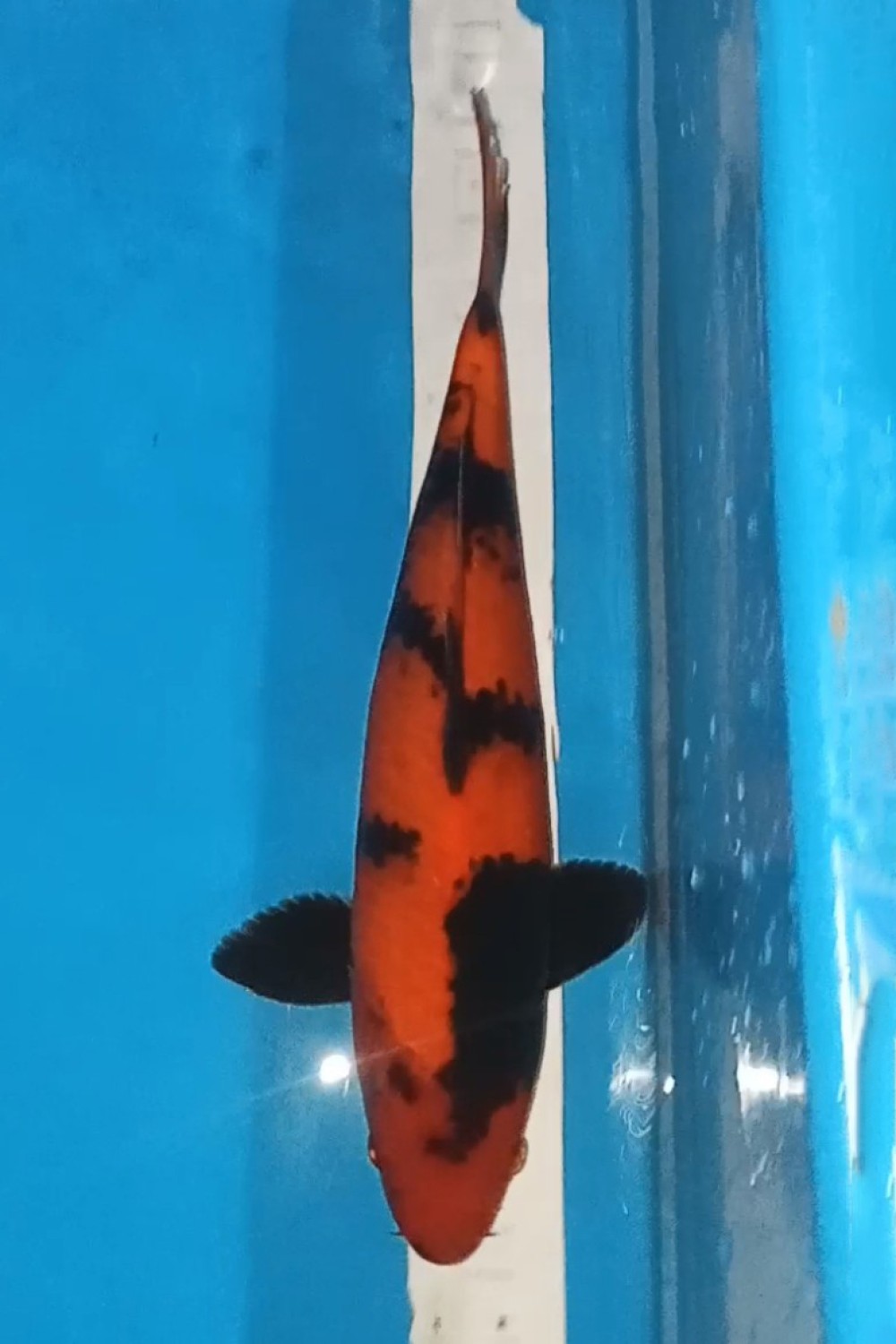 Juara 5