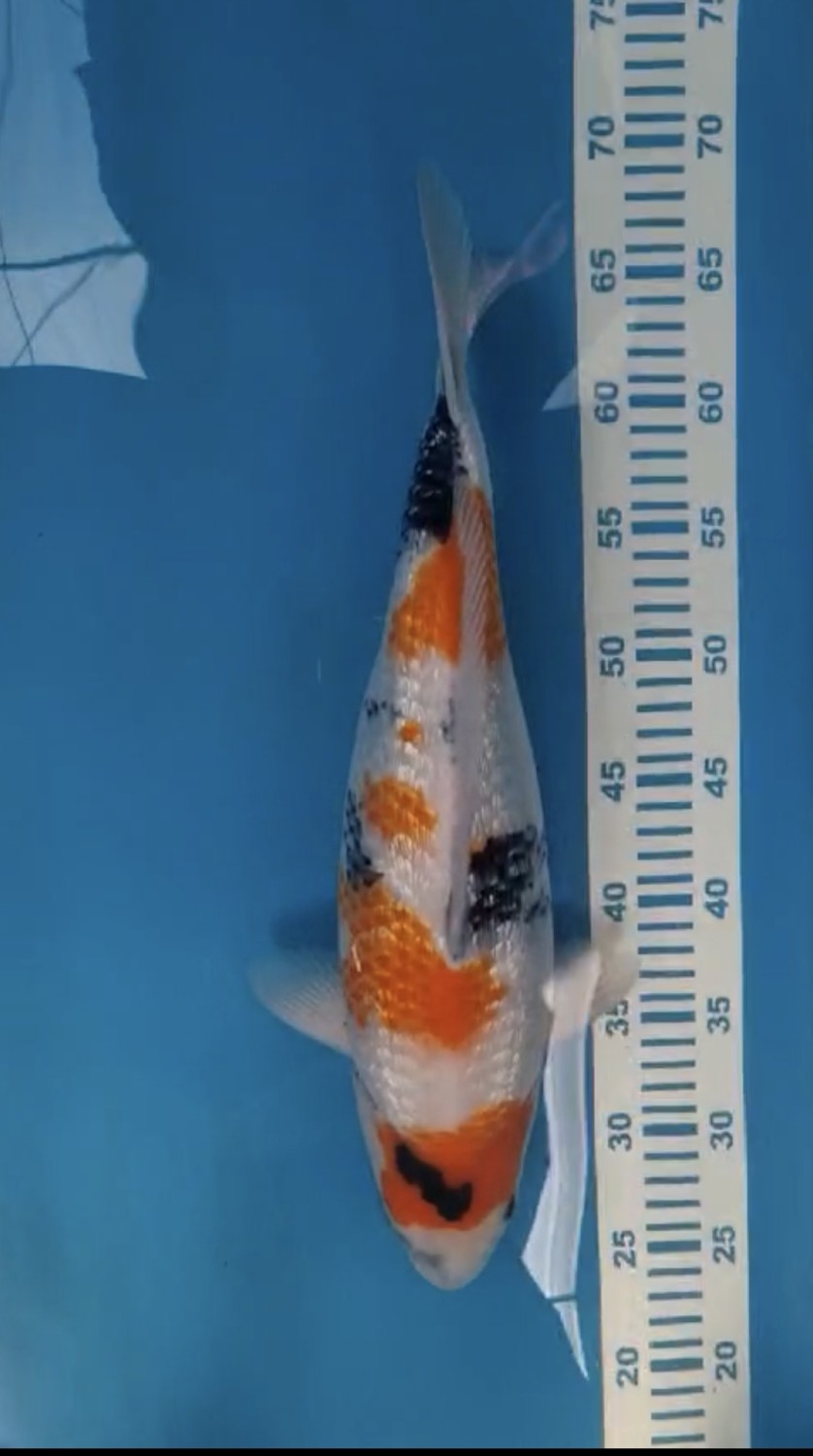 Juara 2