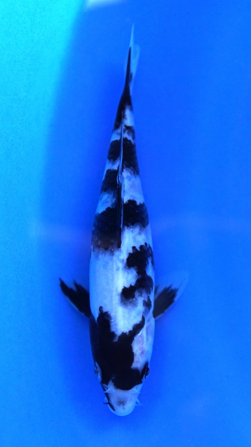Juara 4