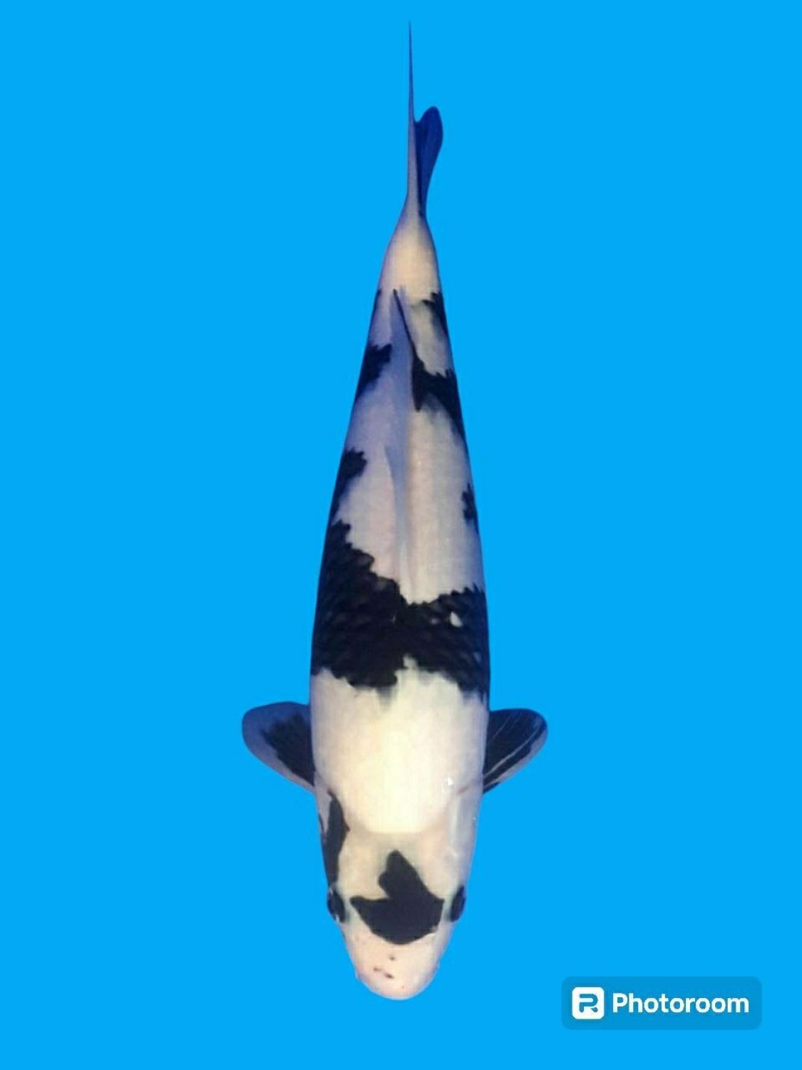 Juara 1
