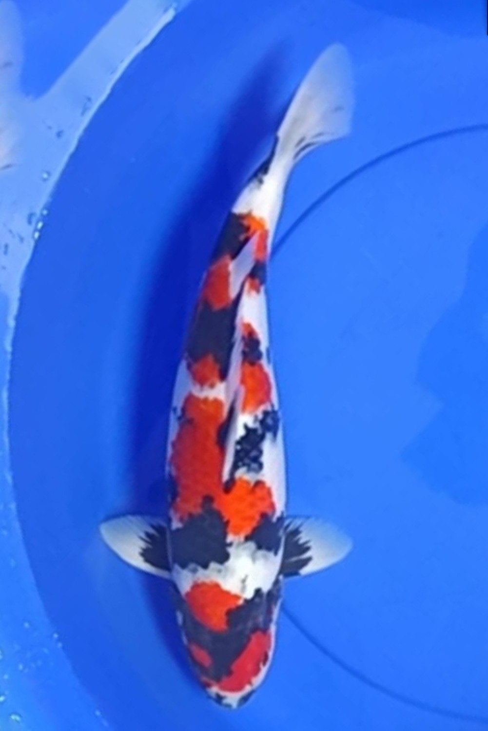 Juara 3