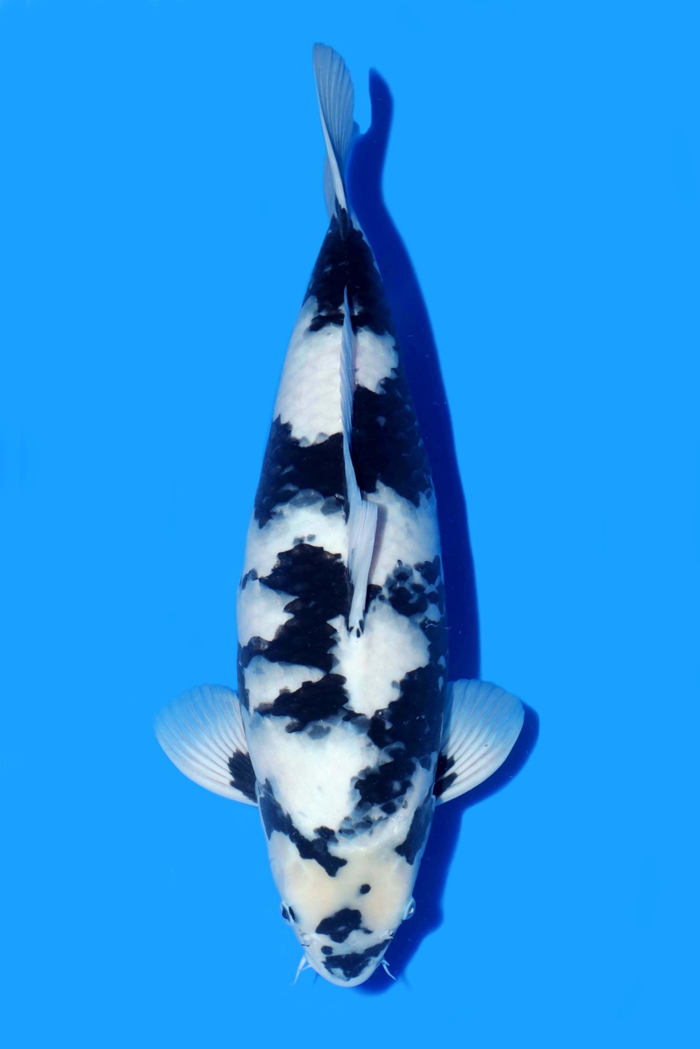 Juara 4