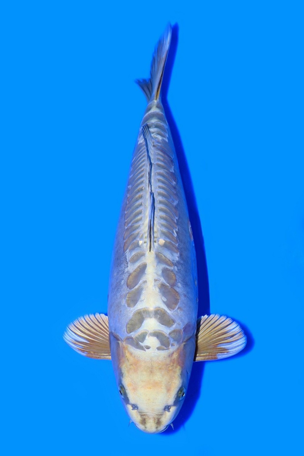 Juara 3