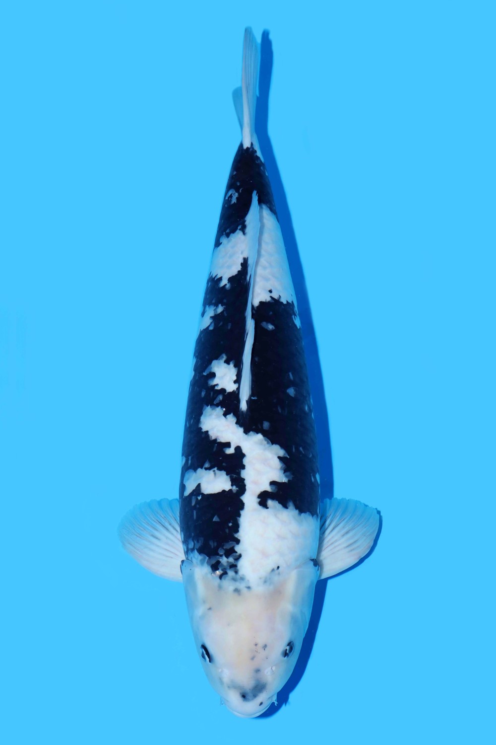 Juara 2