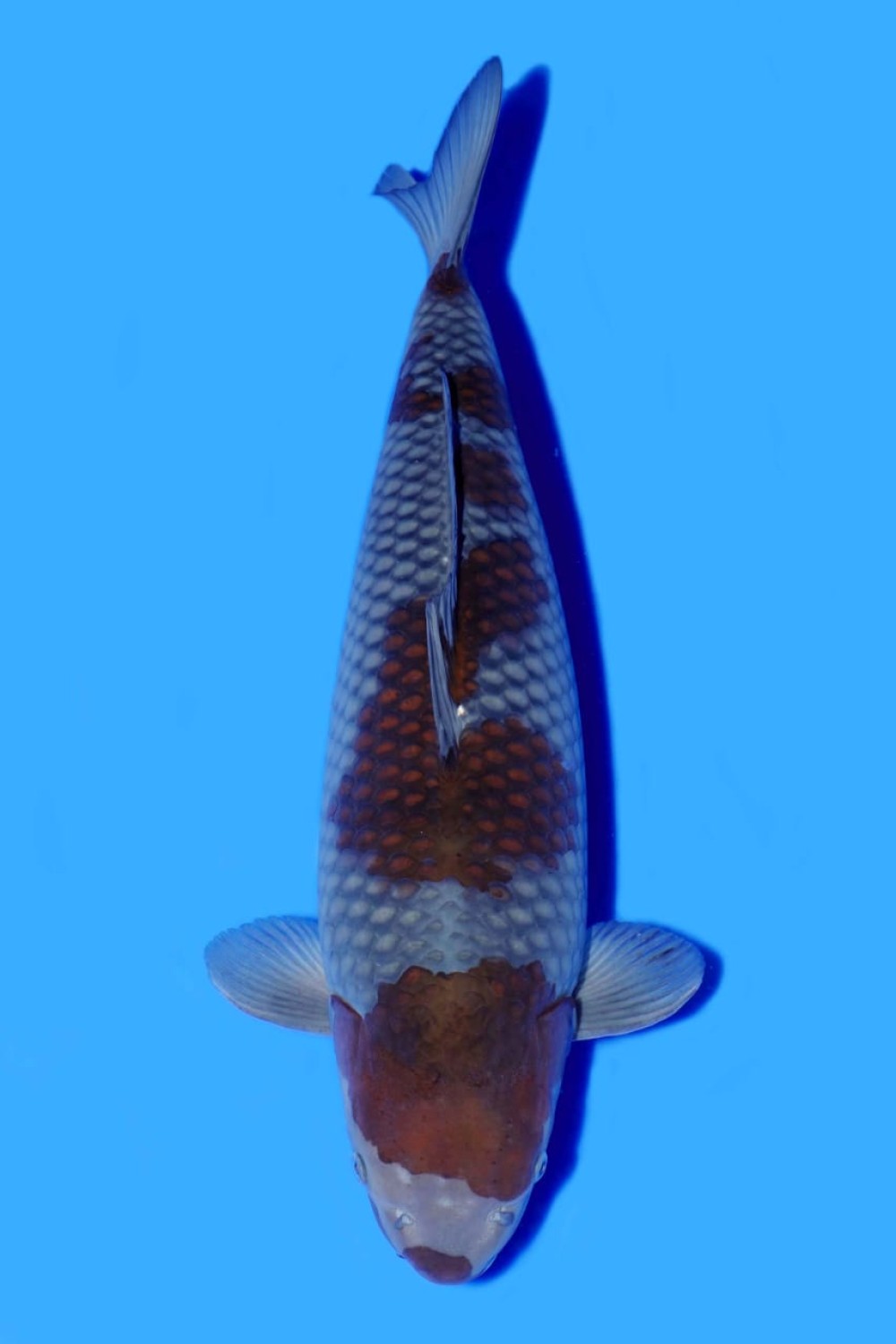 Juara 2