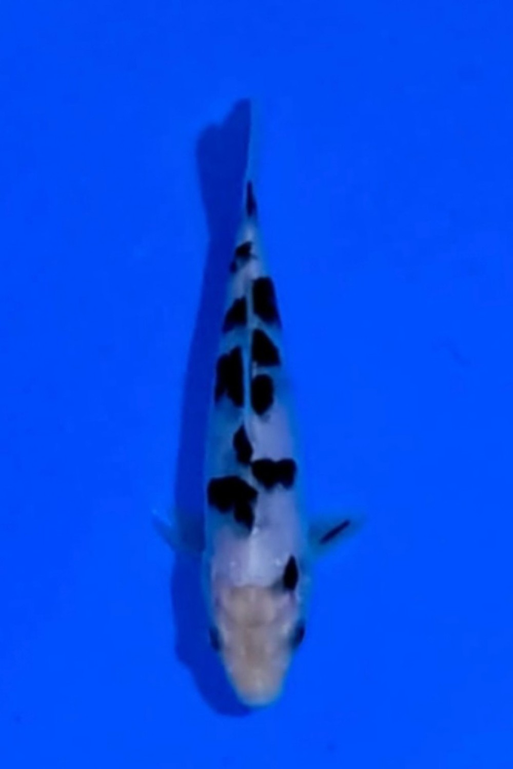 Juara 1
