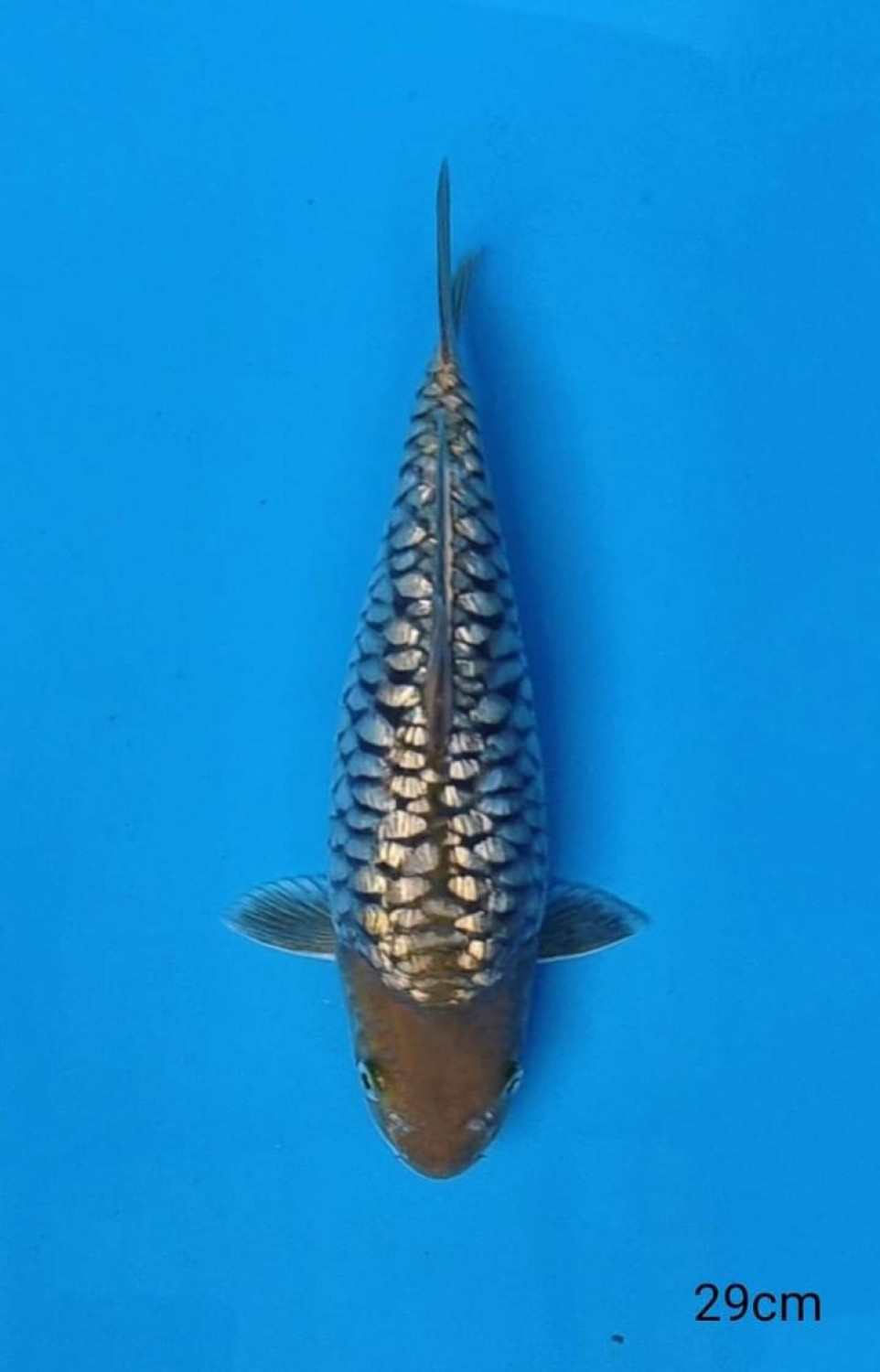 Juara 1