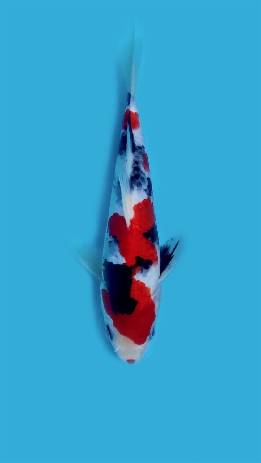 G. Tategoi Prize, 21 - 25 cm
