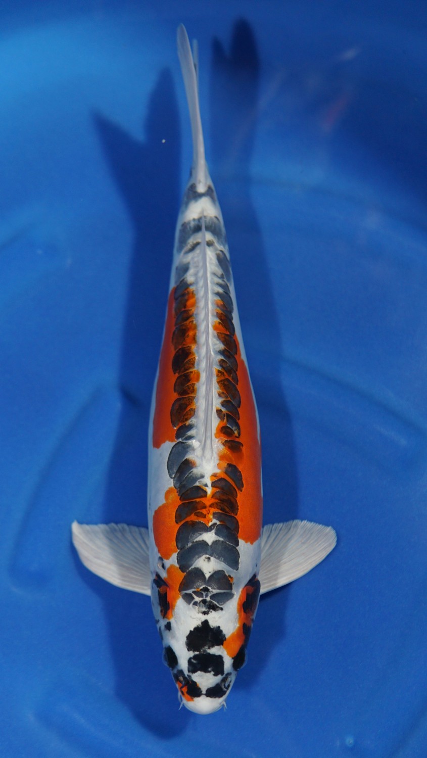 Juara 1