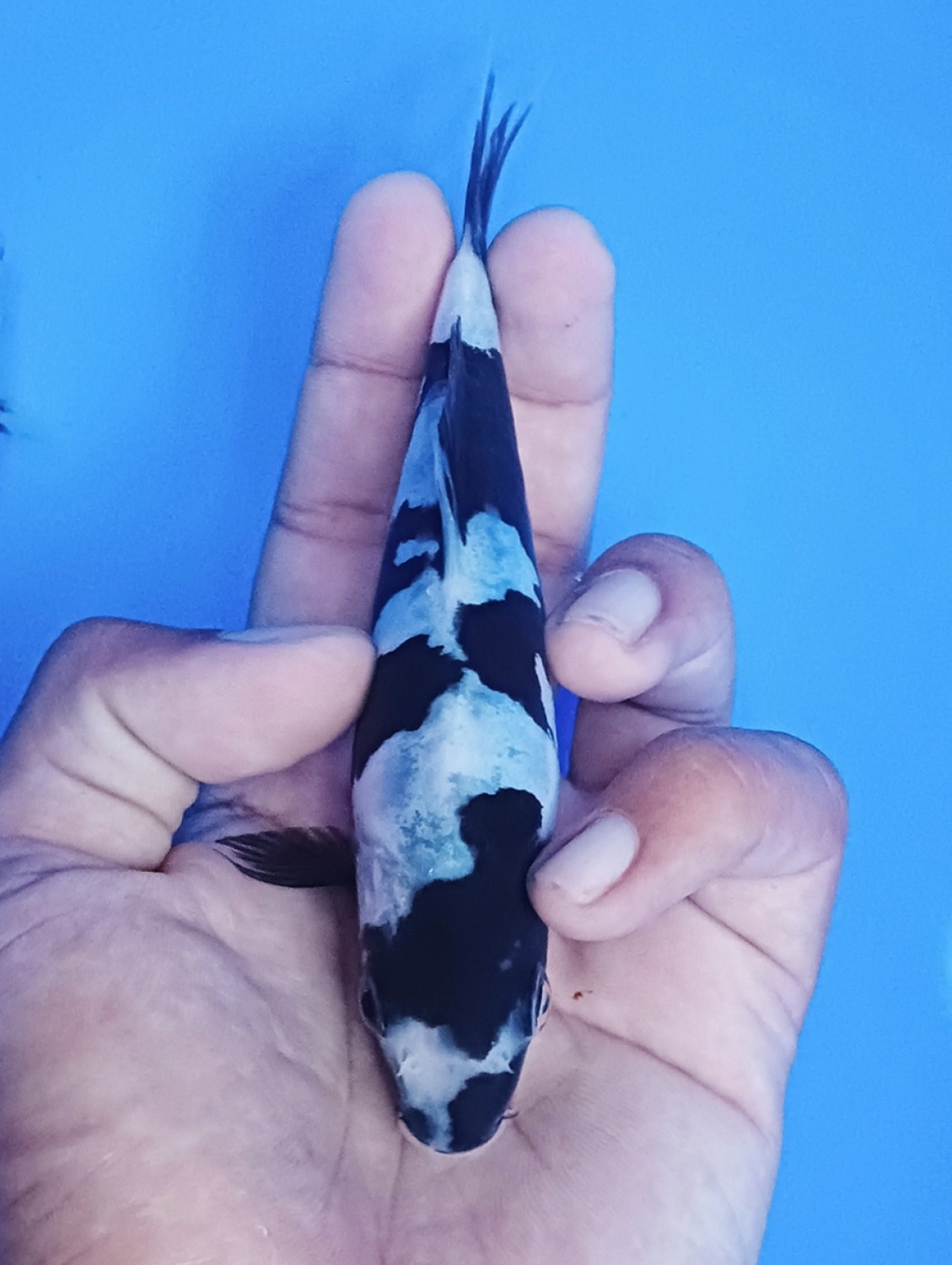 Juara 2