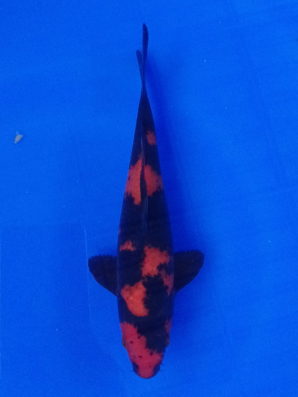Juara 1