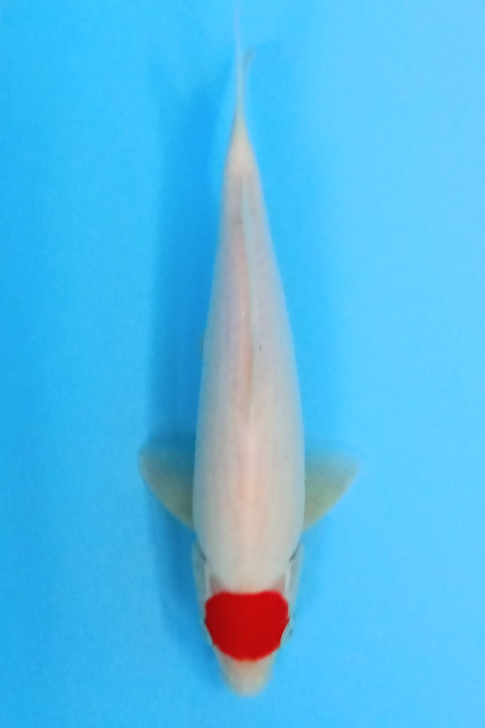 Juara 5