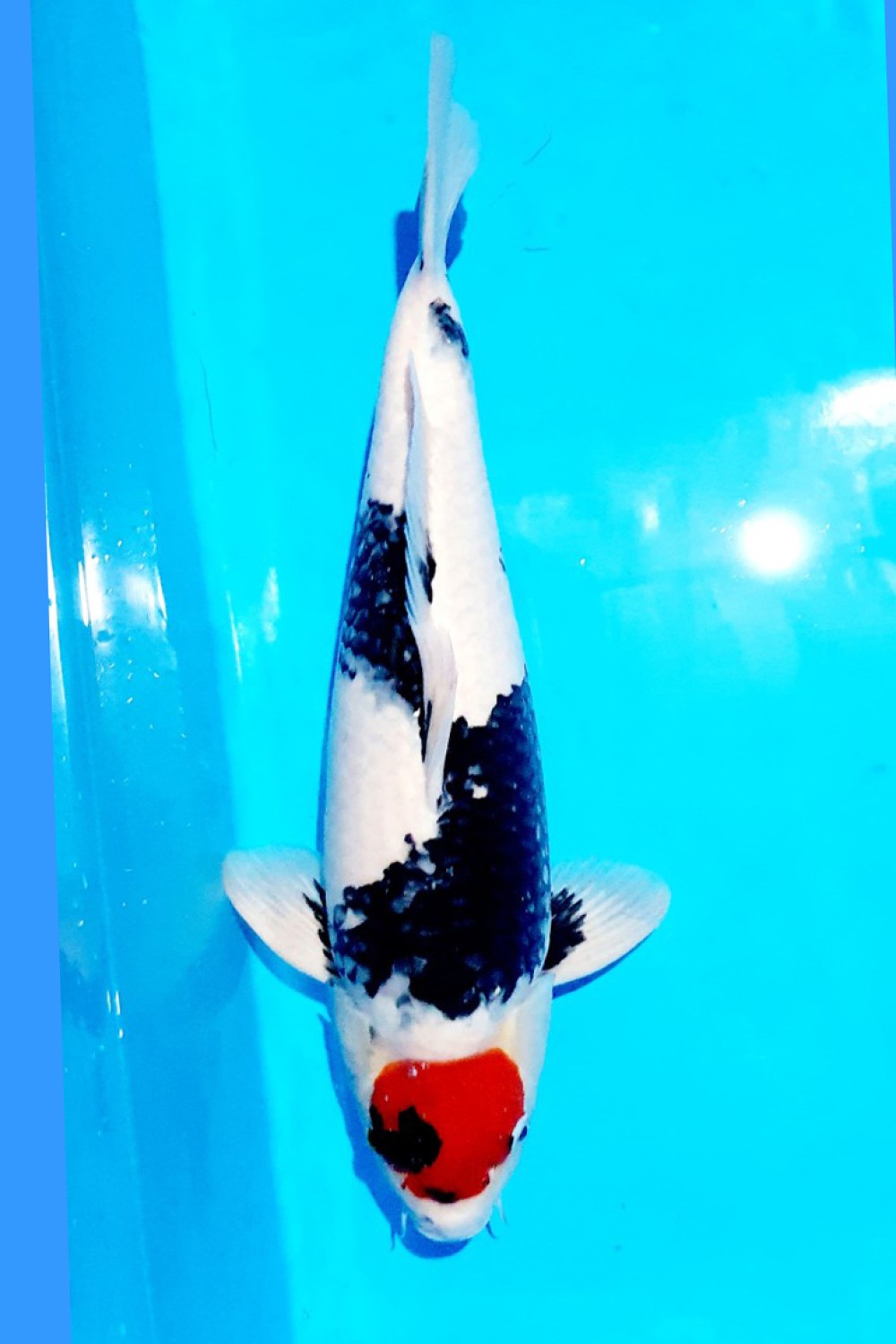 Juara 2