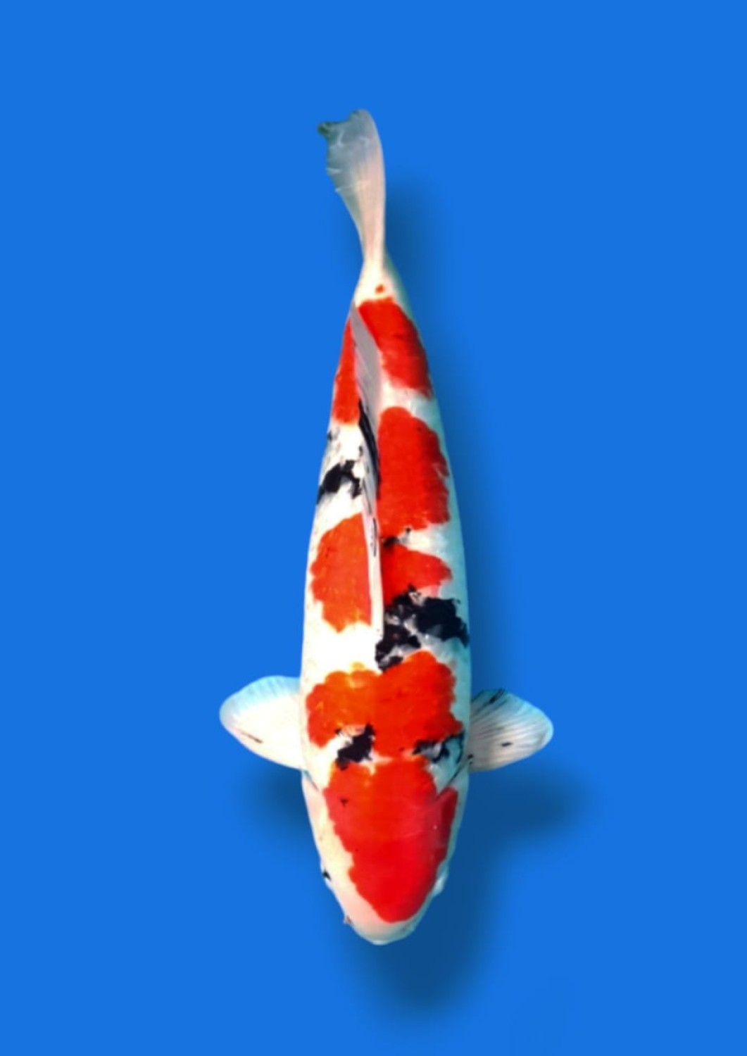 Juara 2