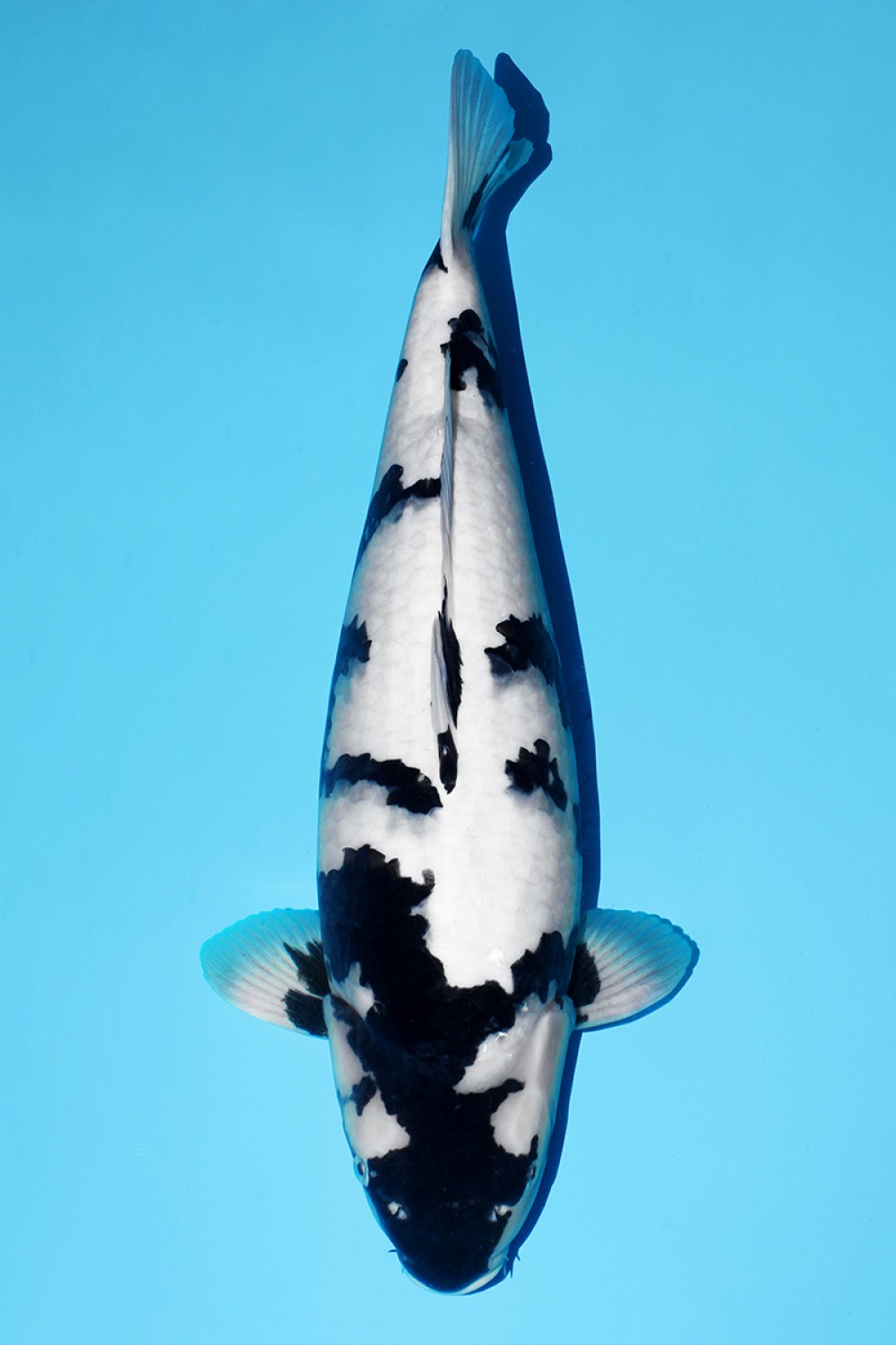 B. Melati Prize, 51 - 55 cm