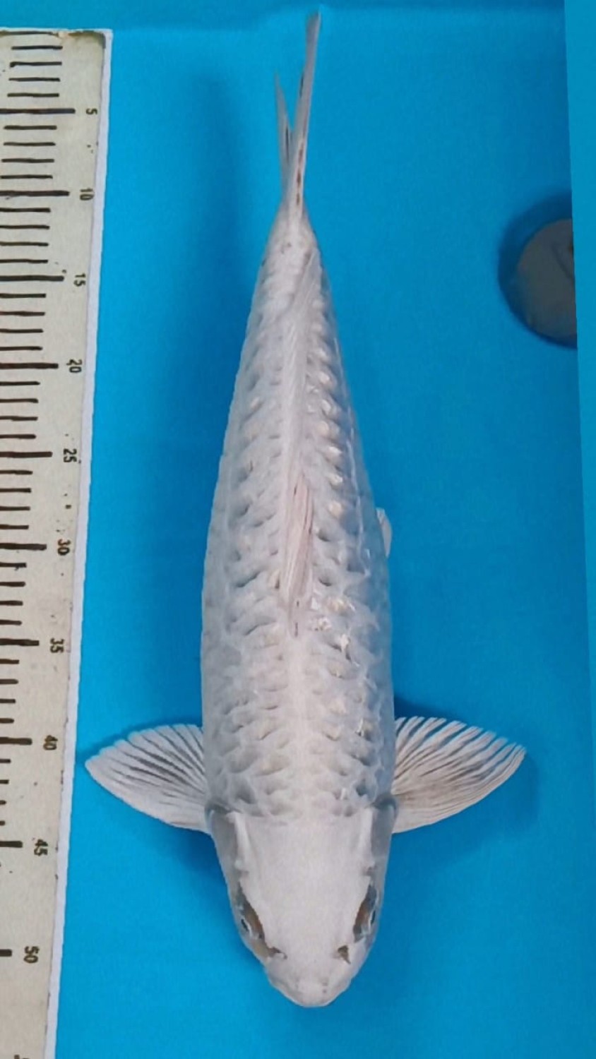 F. Aragoke Prize, 41 - 45 cm