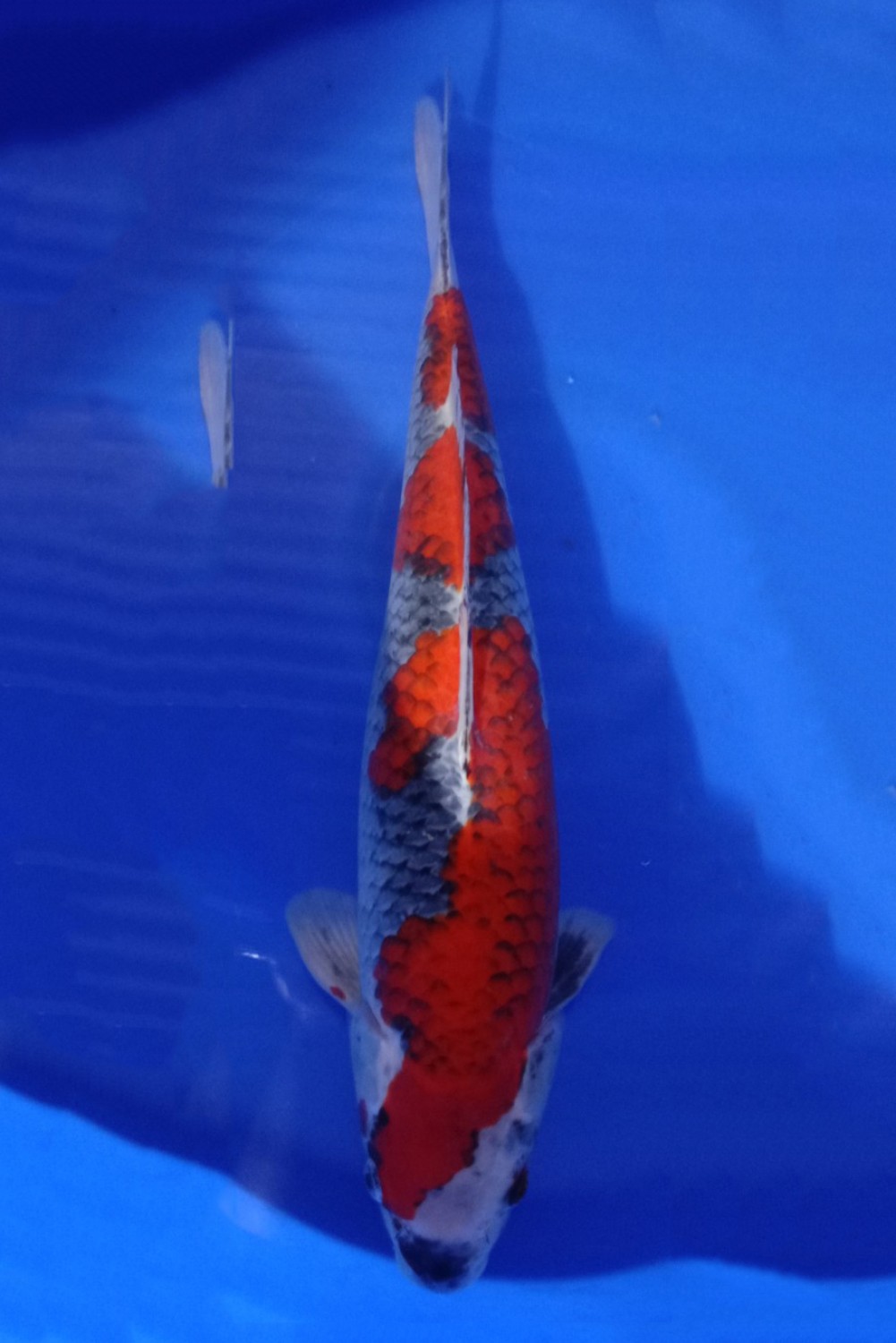 Juara 2
