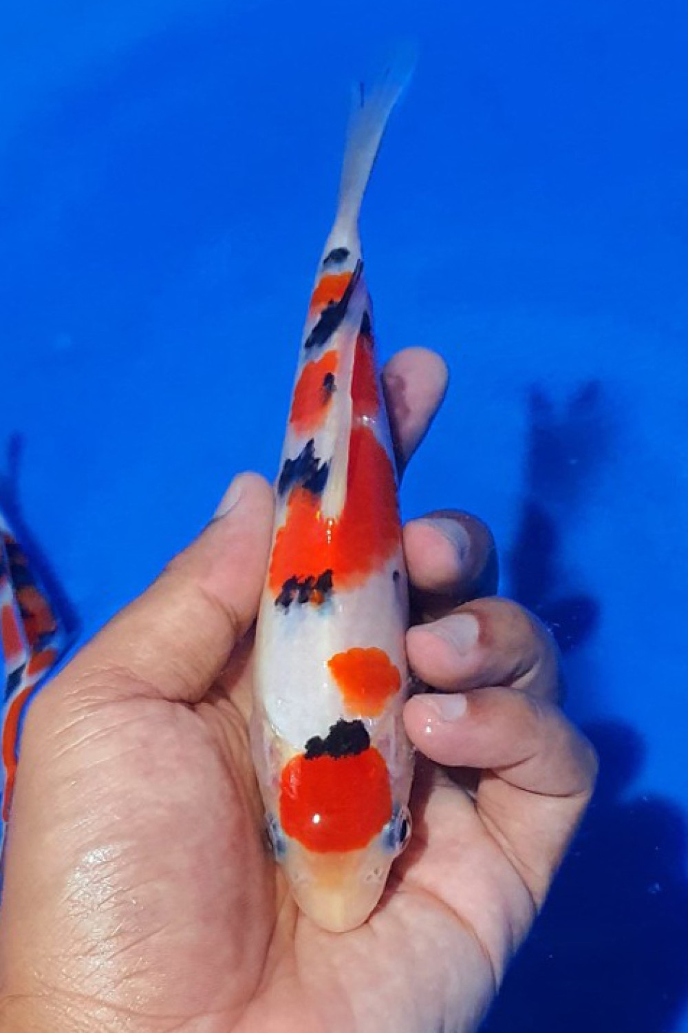 Juara 2