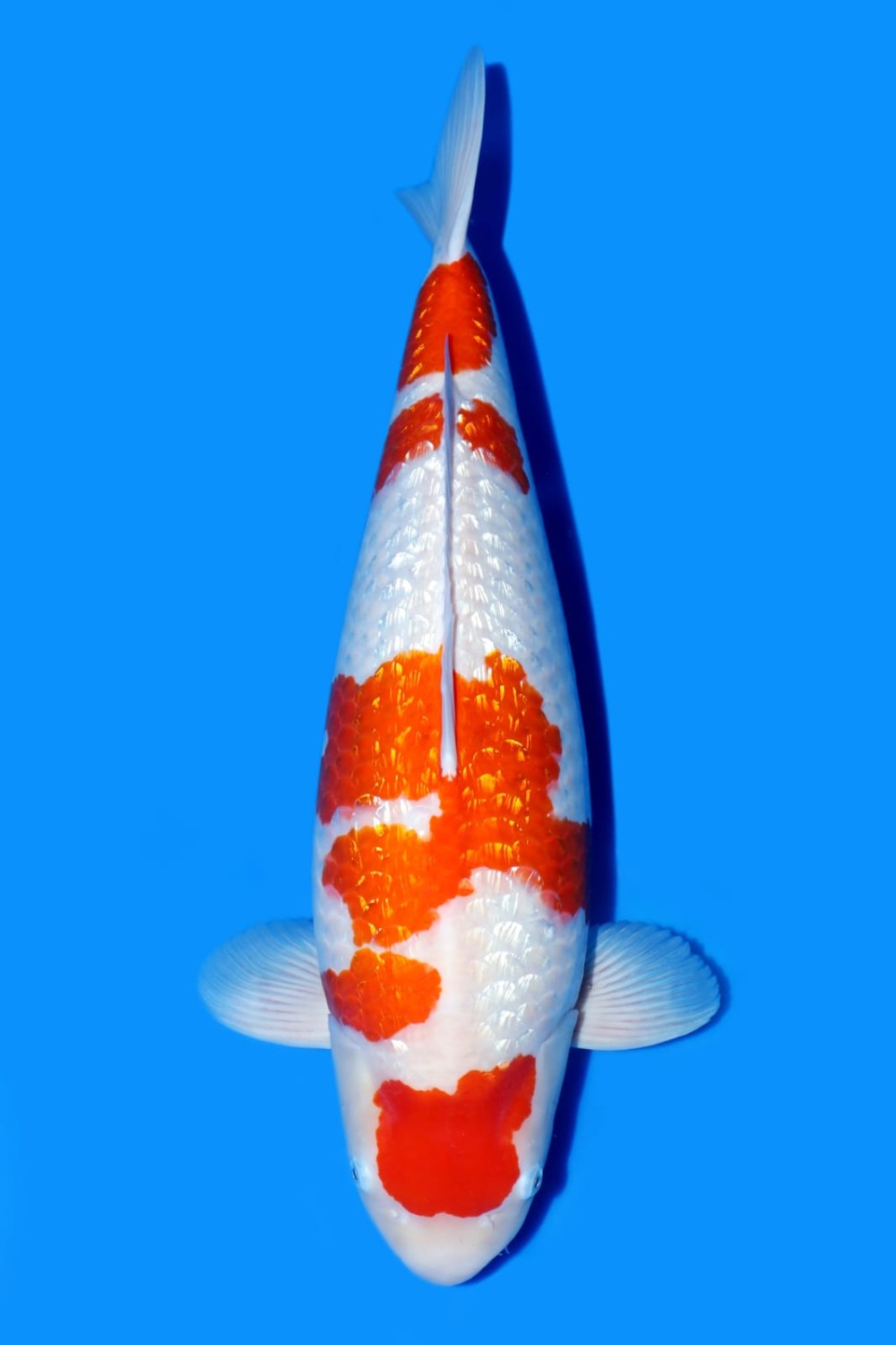 Juara 1