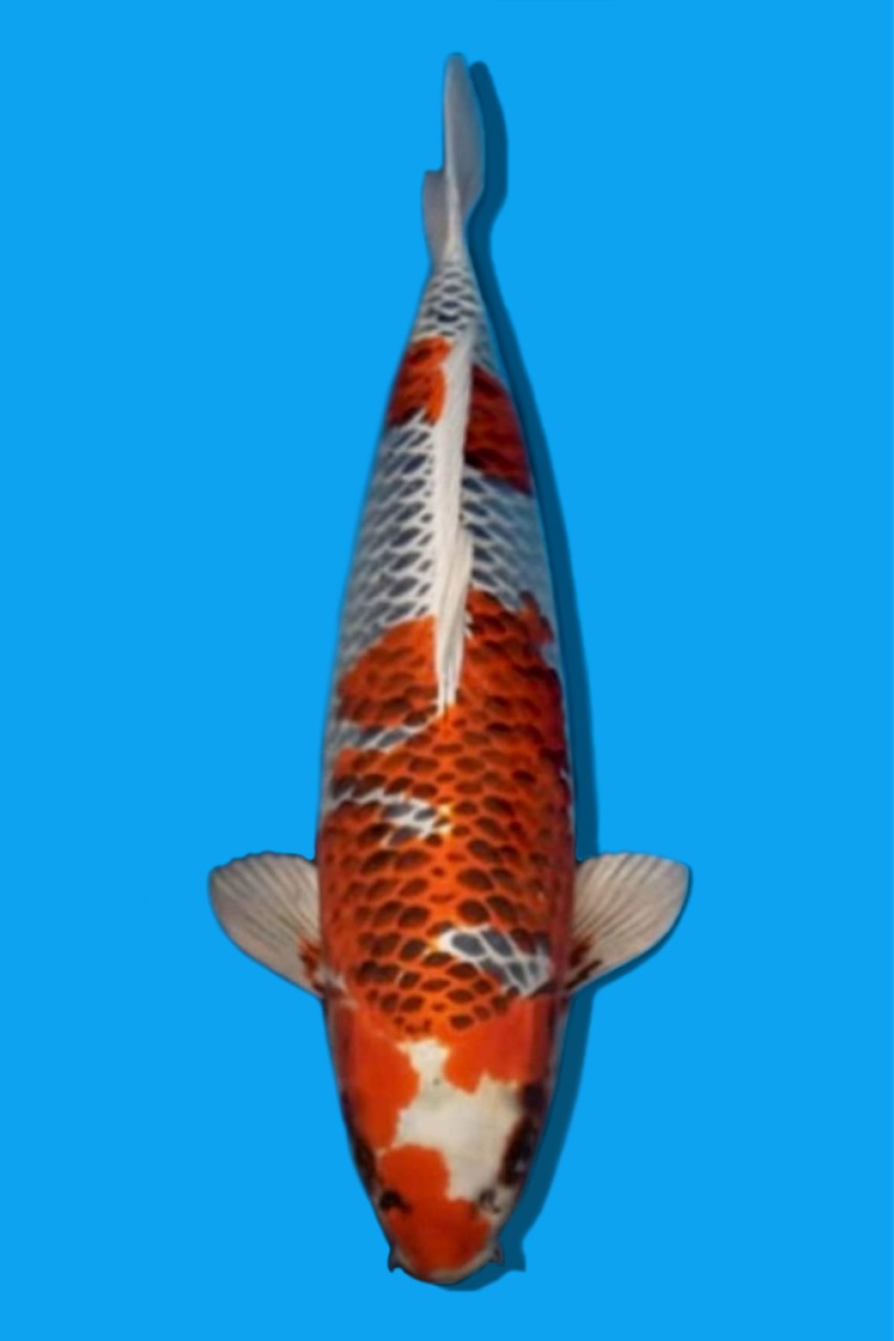 Juara 2