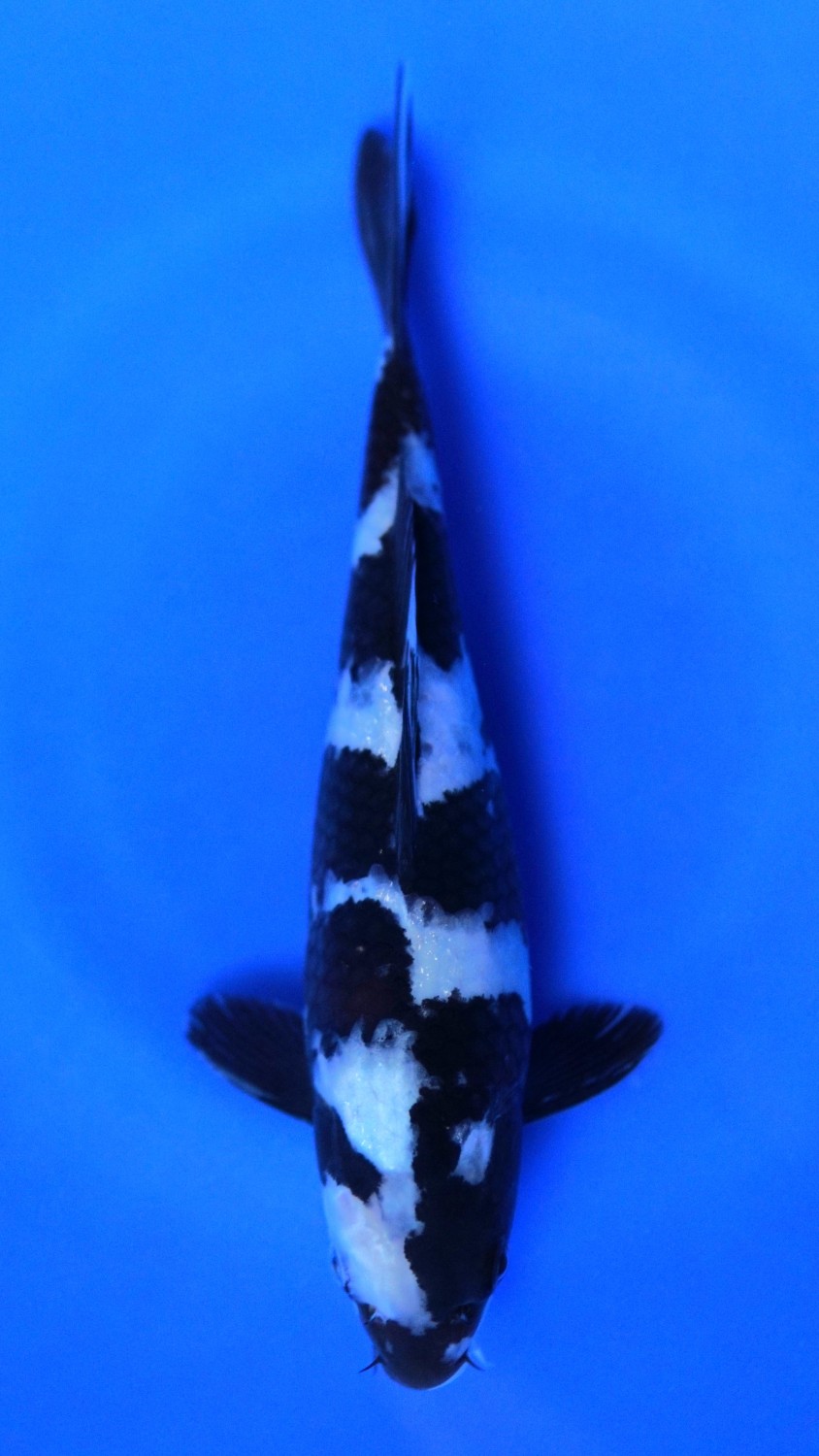 Juara 5