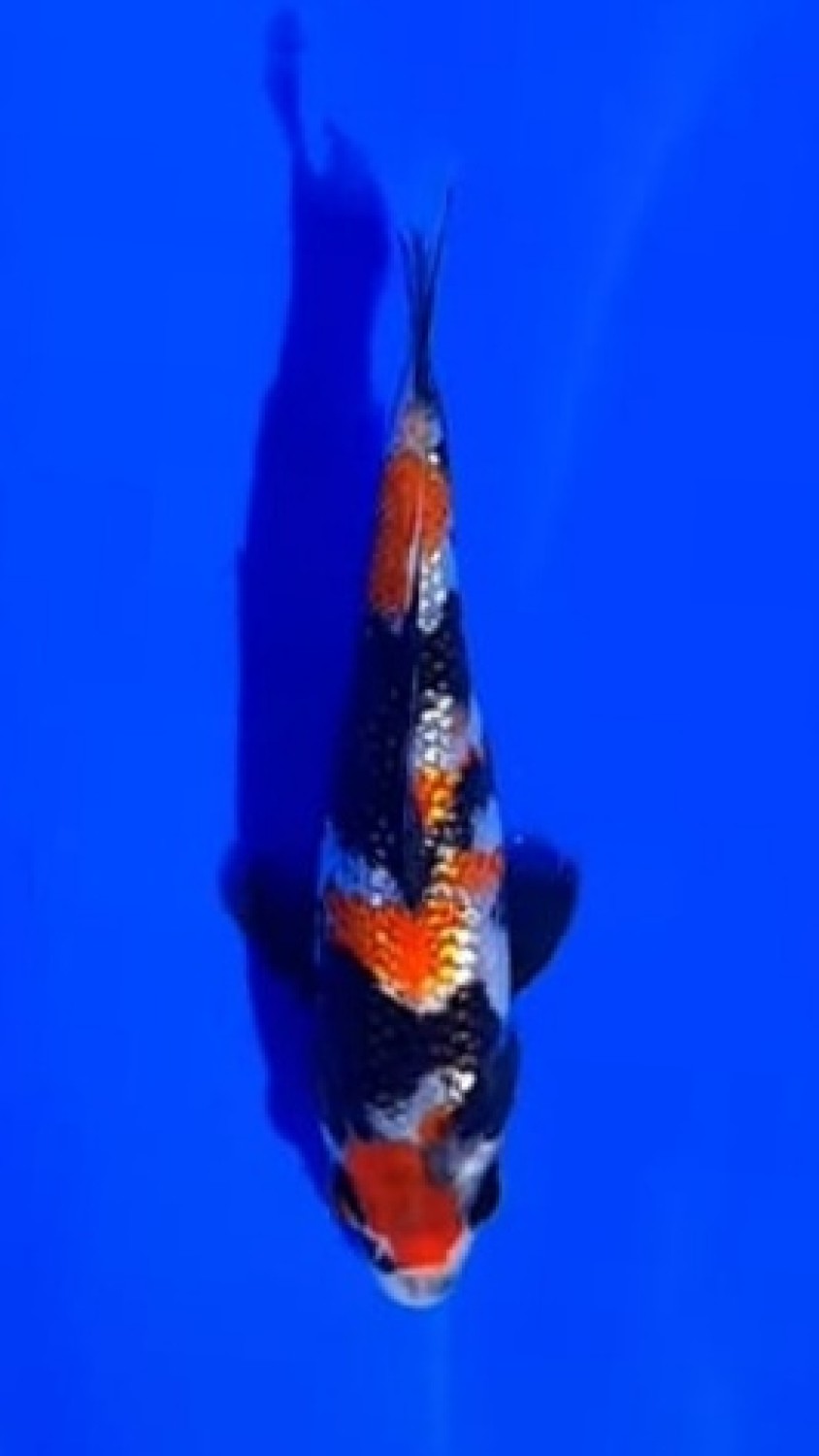 Juara 5