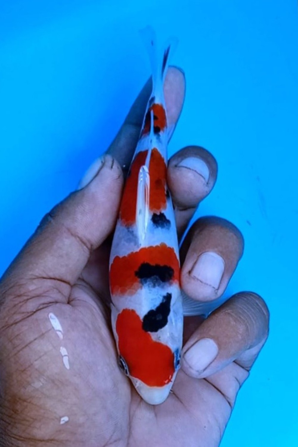 Juara 2